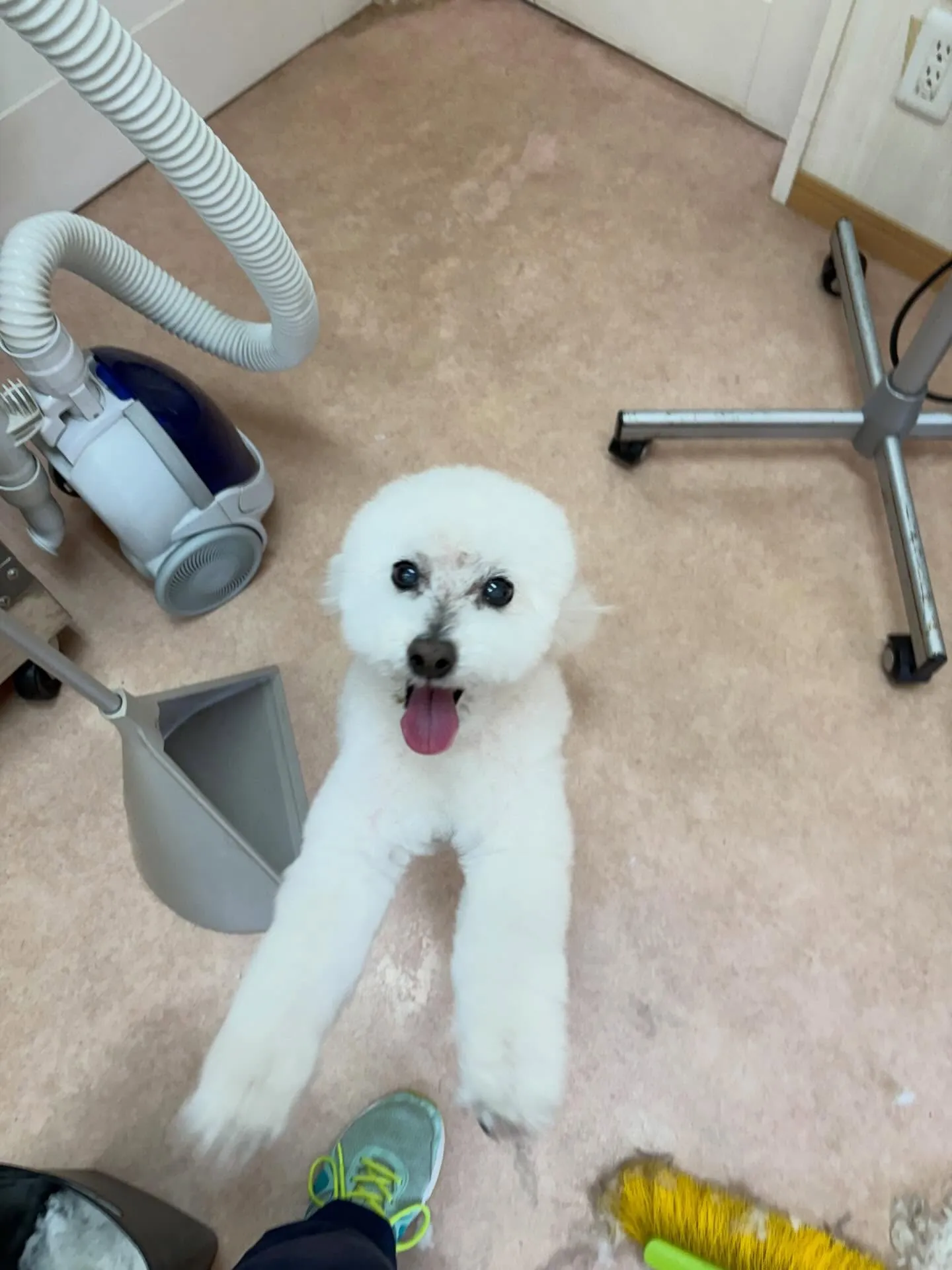 犬のトリミング✂️