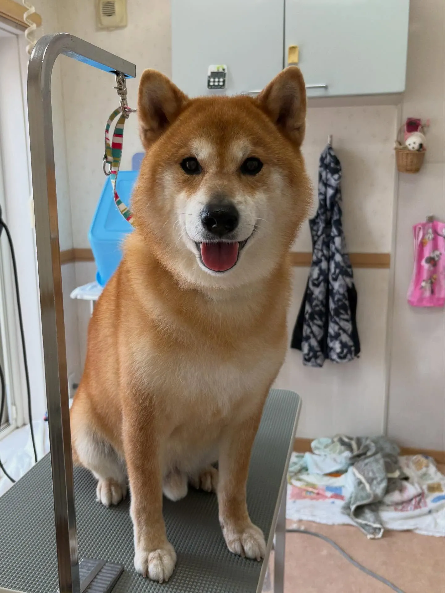 犬のシャンプー🫧