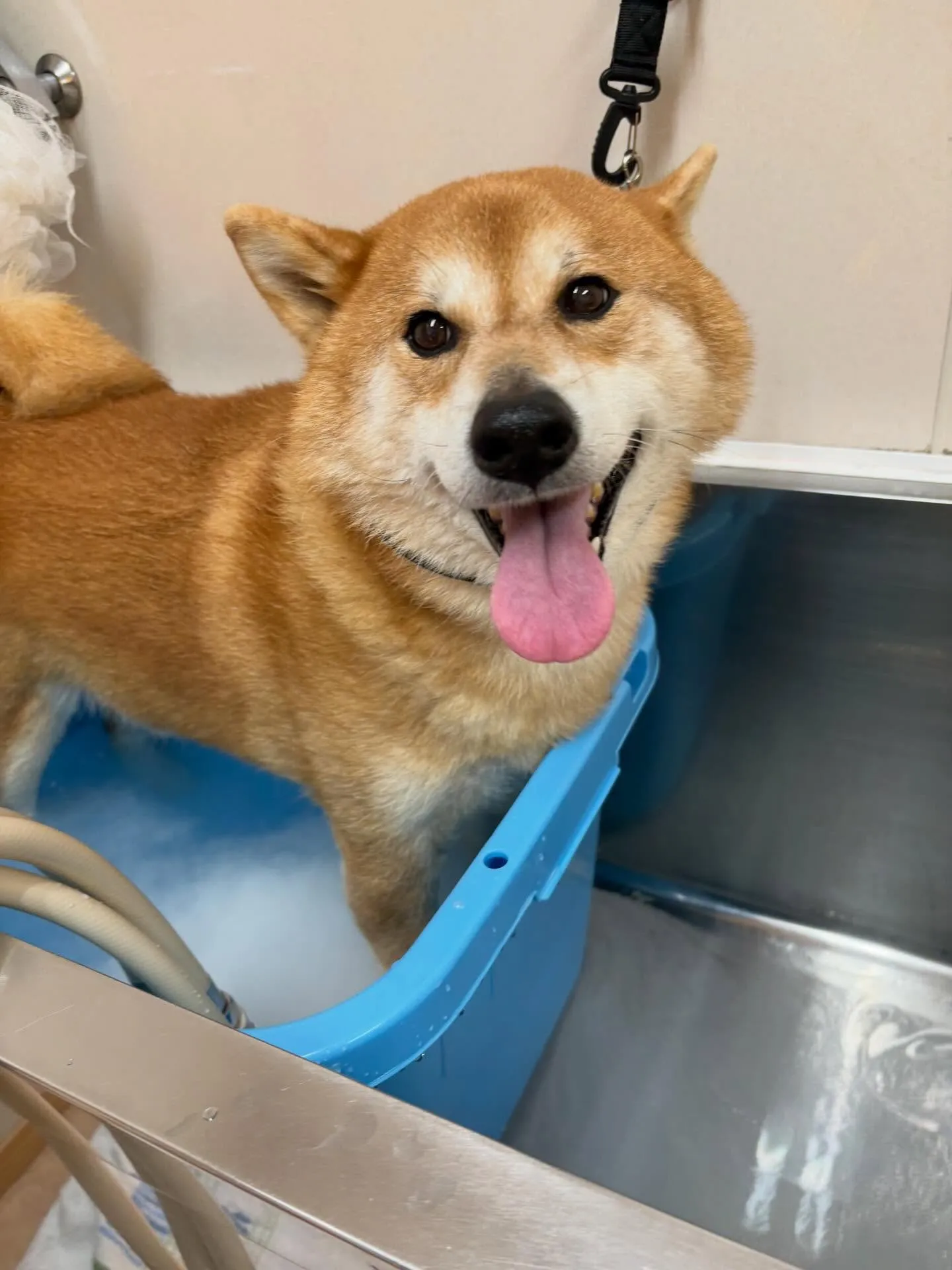 犬のシャンプー🫧