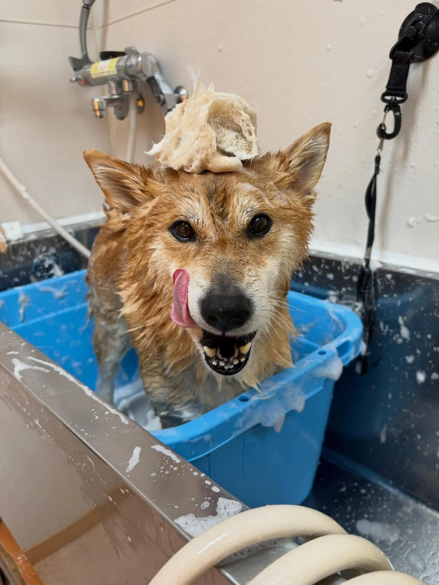 犬のシャンプー🫧