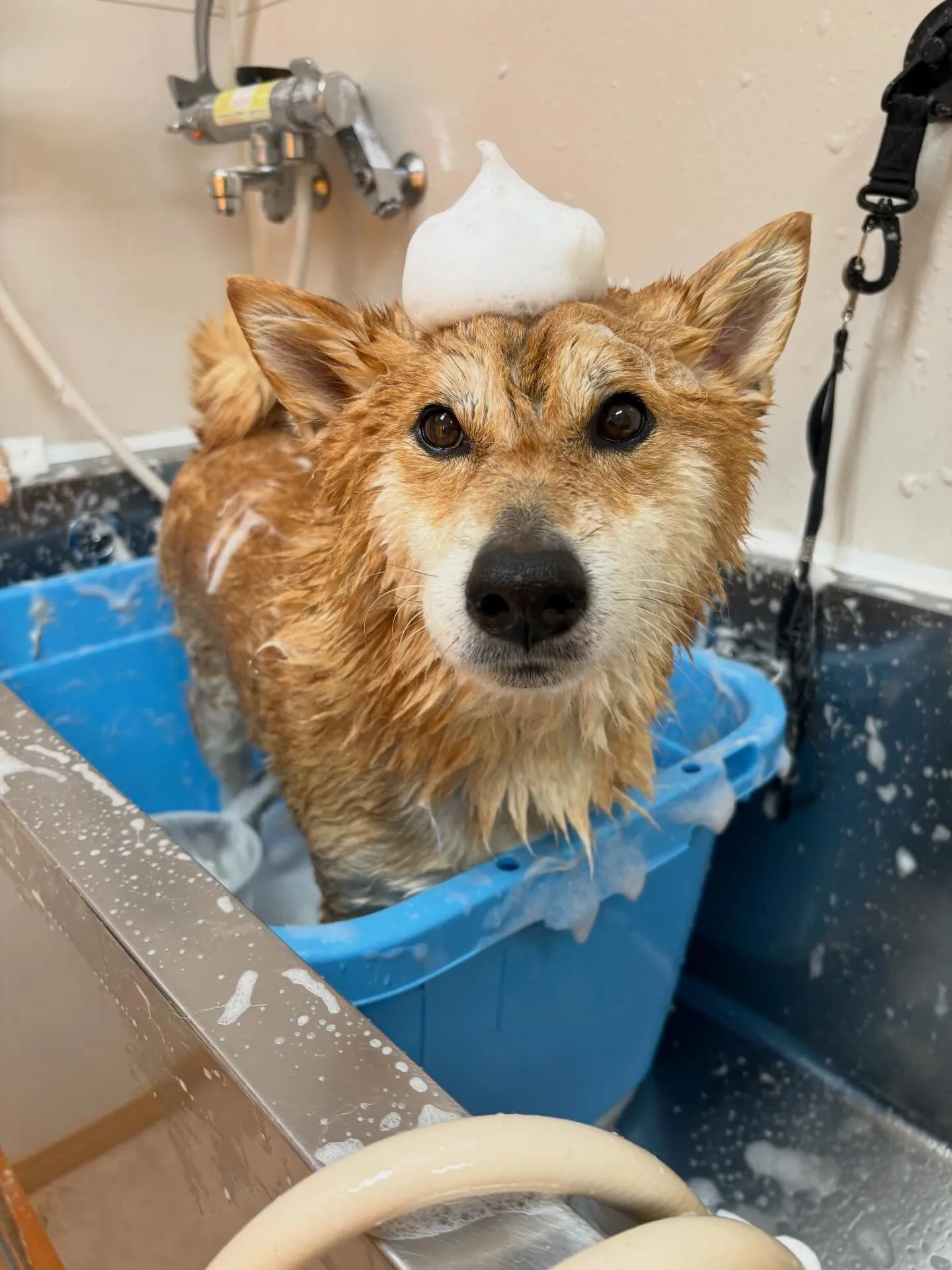 犬のシャンプー🫧