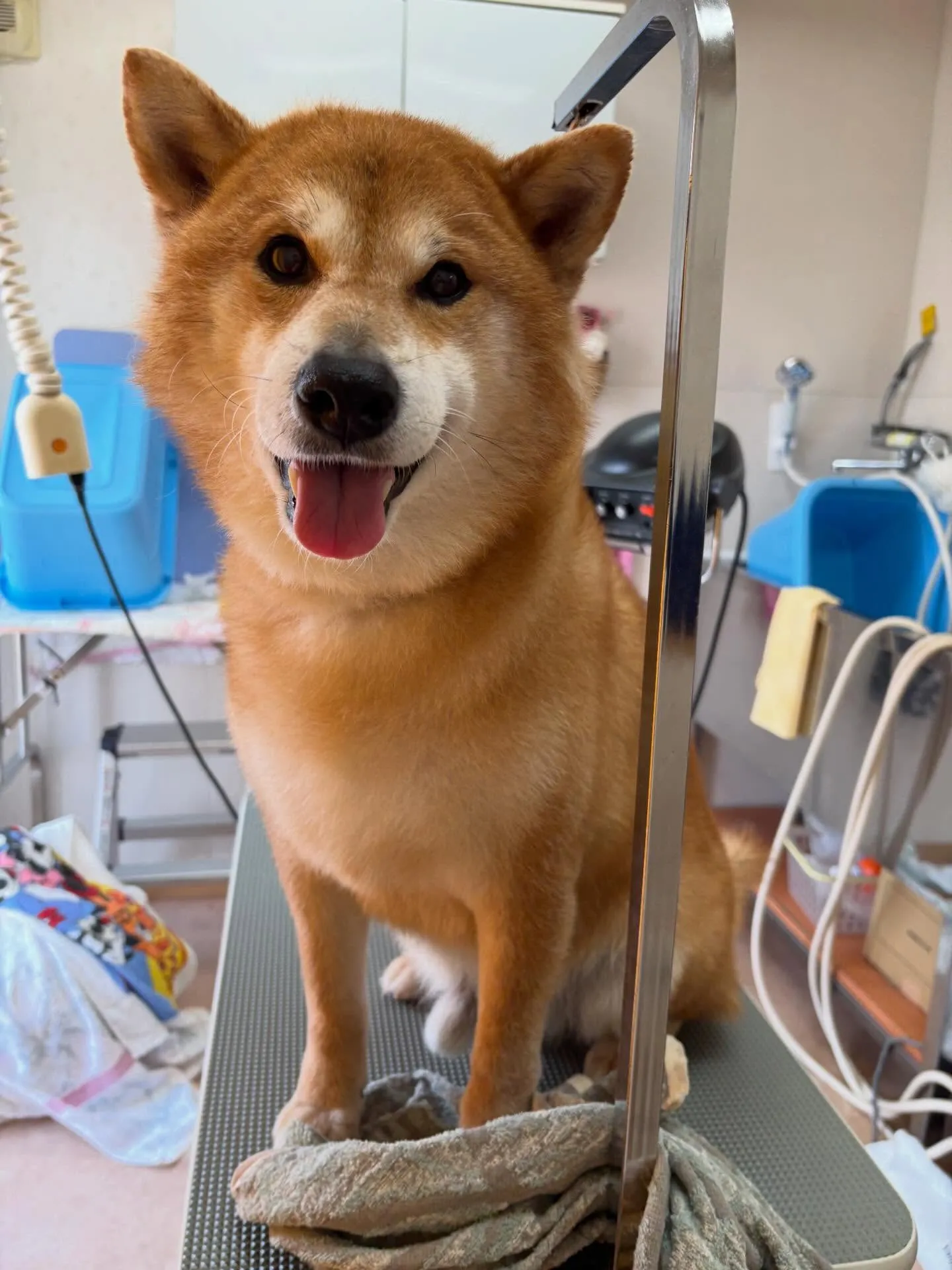 犬のシャンプー🫧