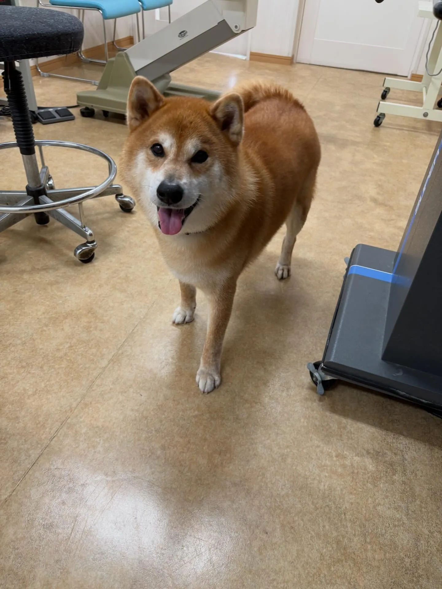 犬のシャンプー🫧