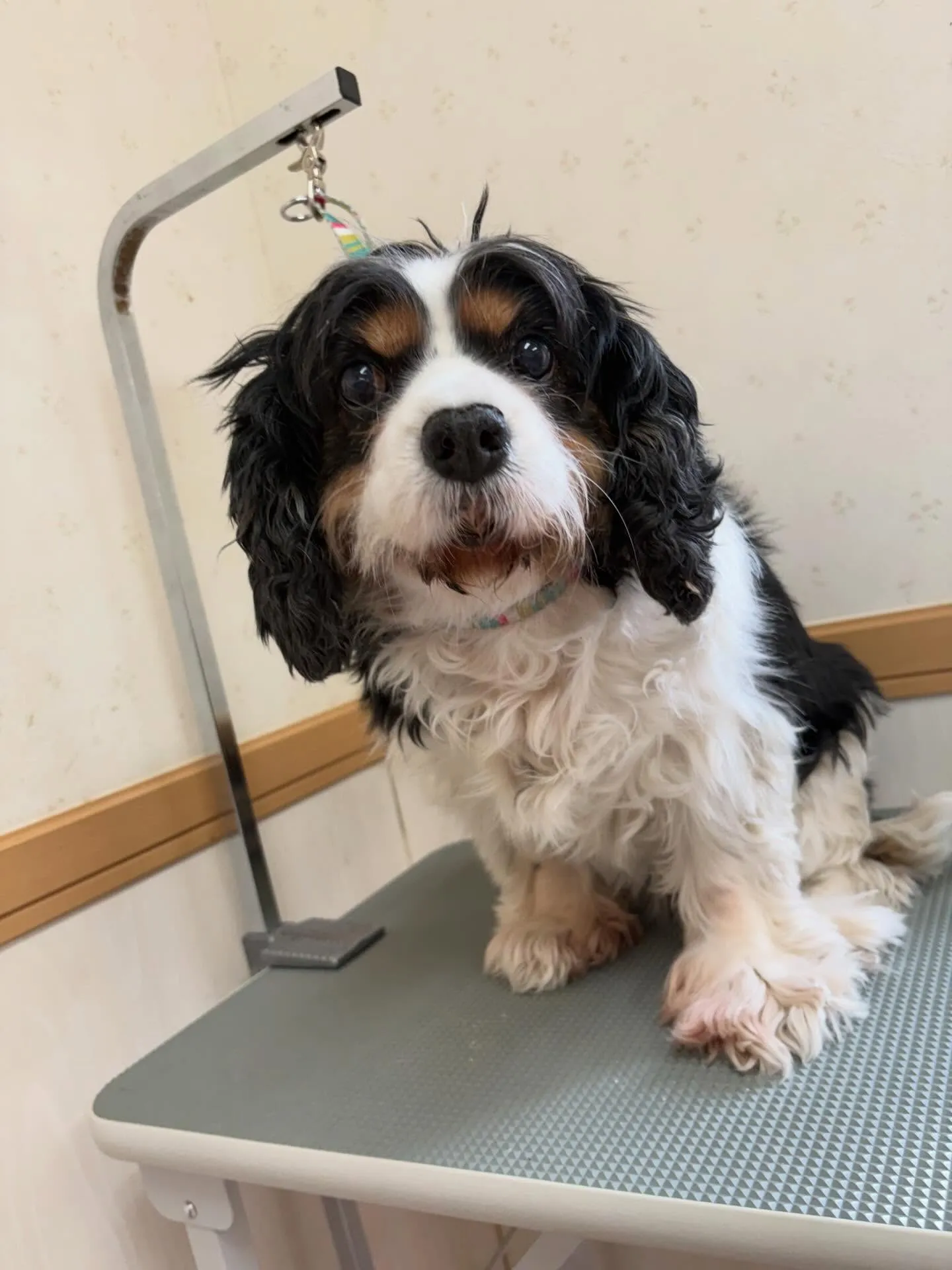 犬のトリミング✂️