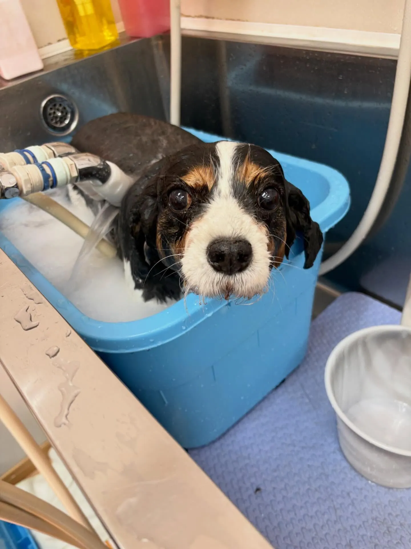 犬のトリミング✂️