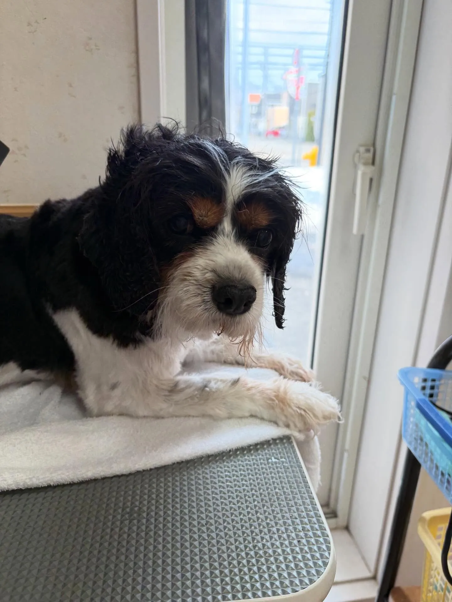 犬のトリミング✂️