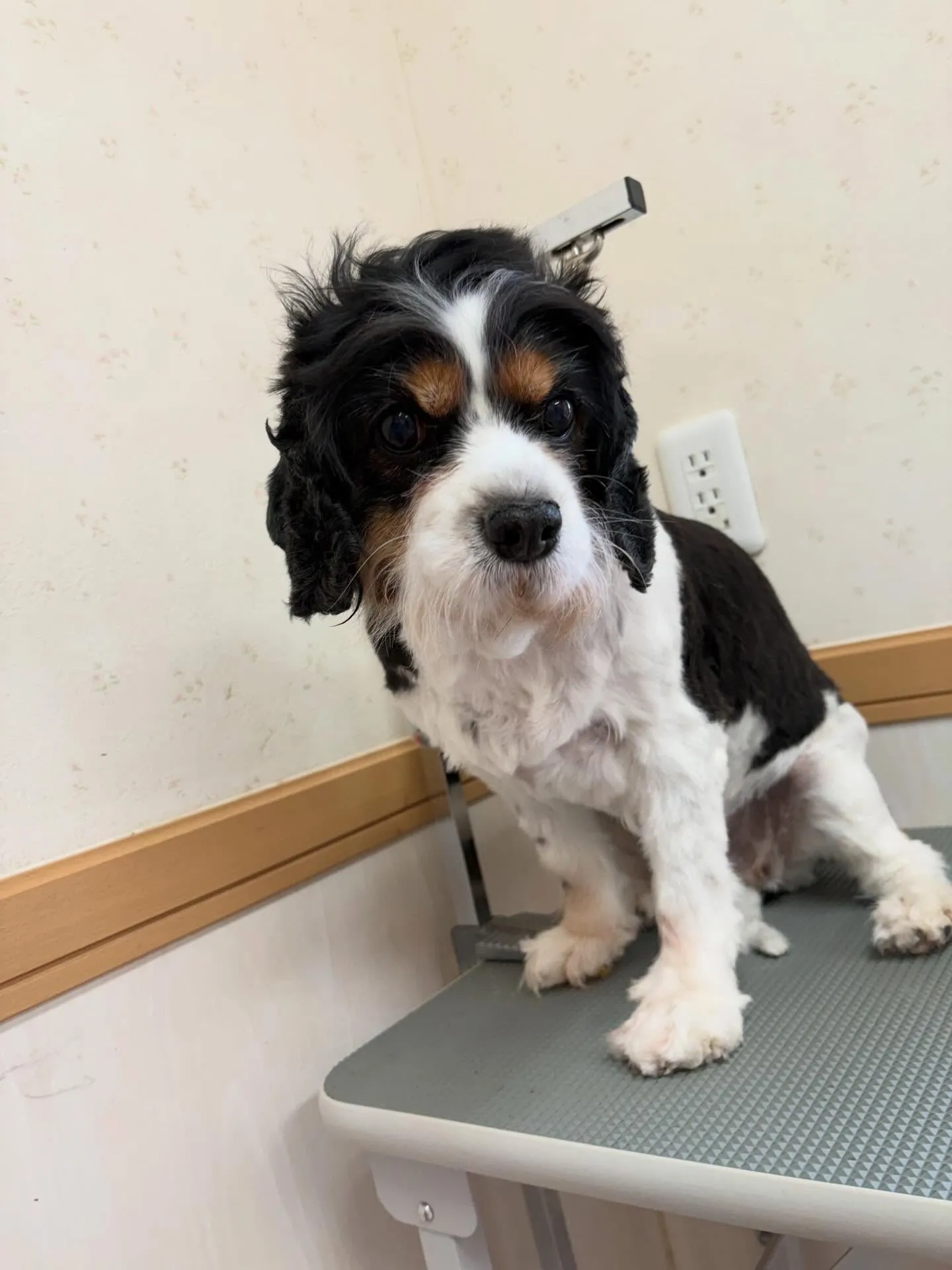 犬のトリミング✂️