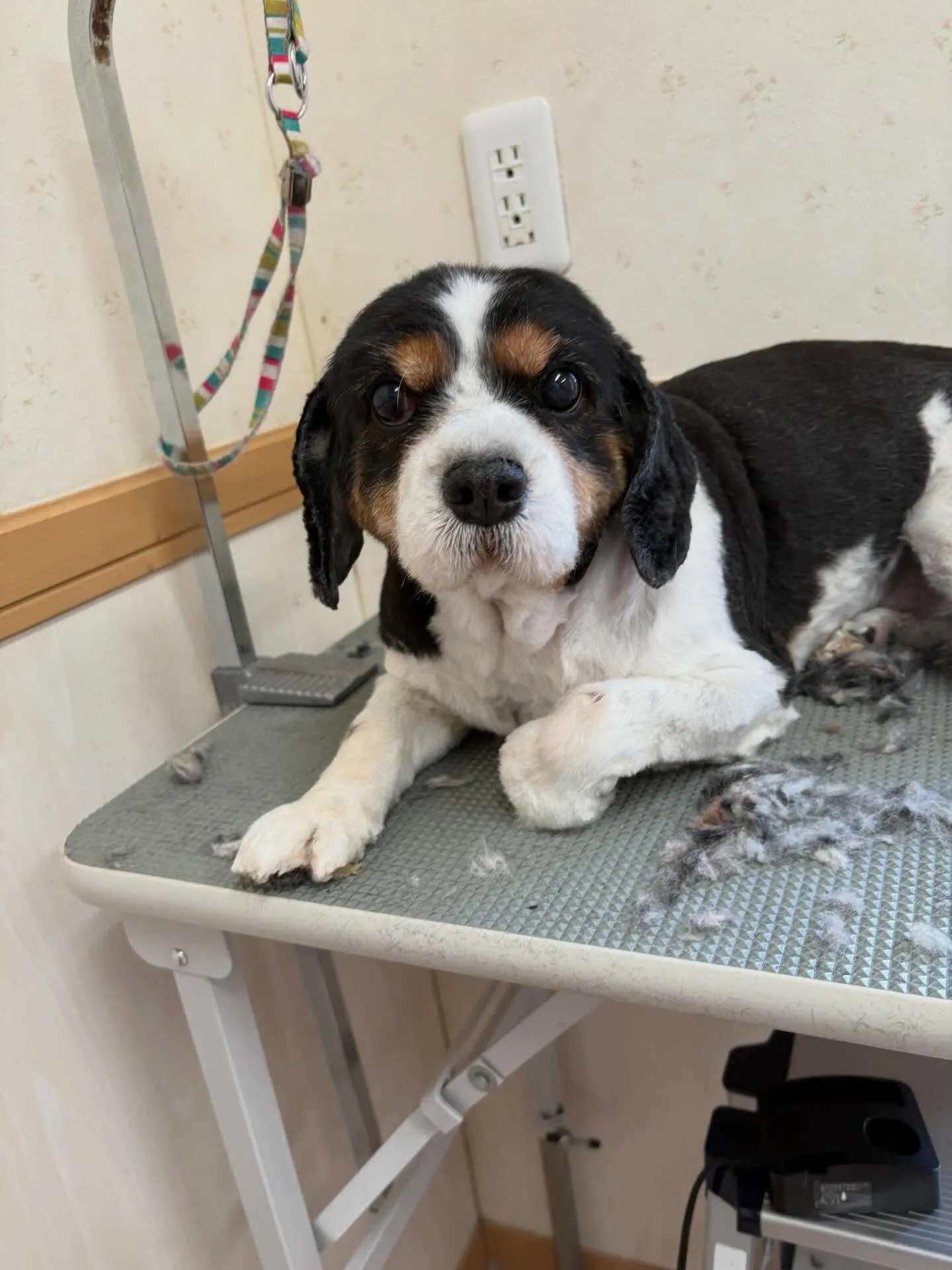 犬のトリミング✂️