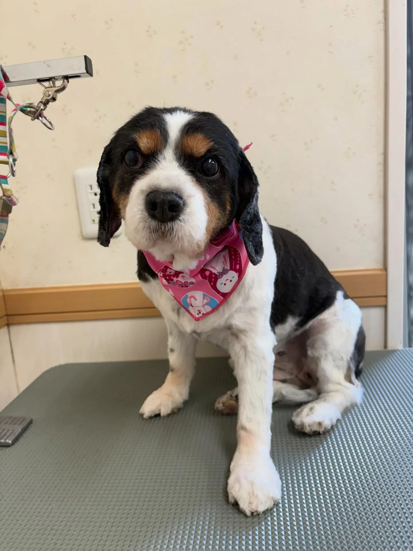 犬のトリミング✂️