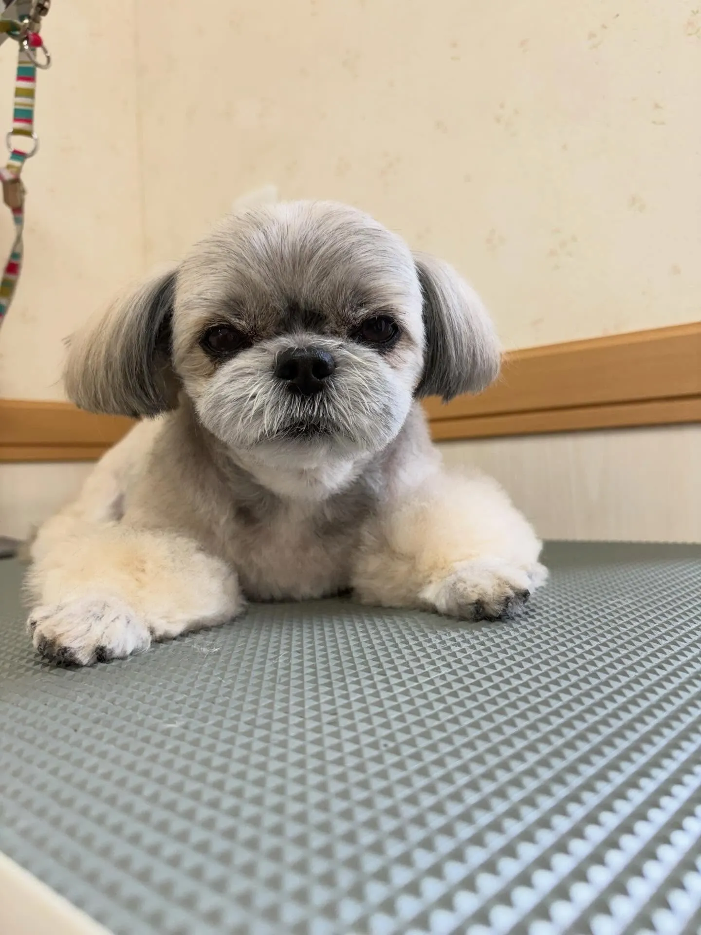 犬のトリミング✂️