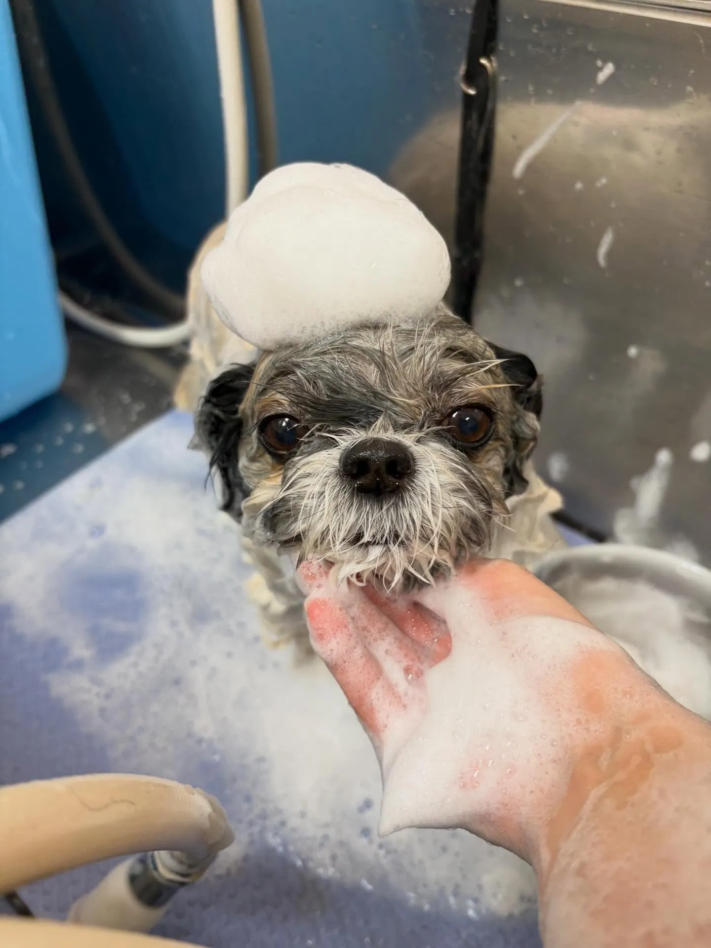 犬のトリミング✂️