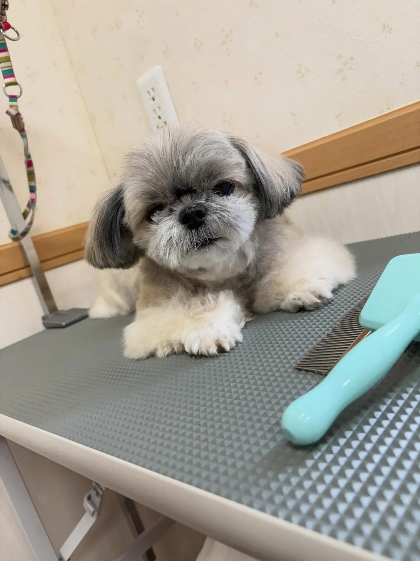 犬のトリミング✂️