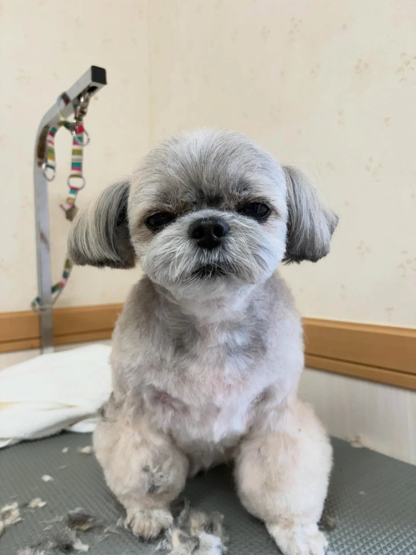 犬のトリミング✂️