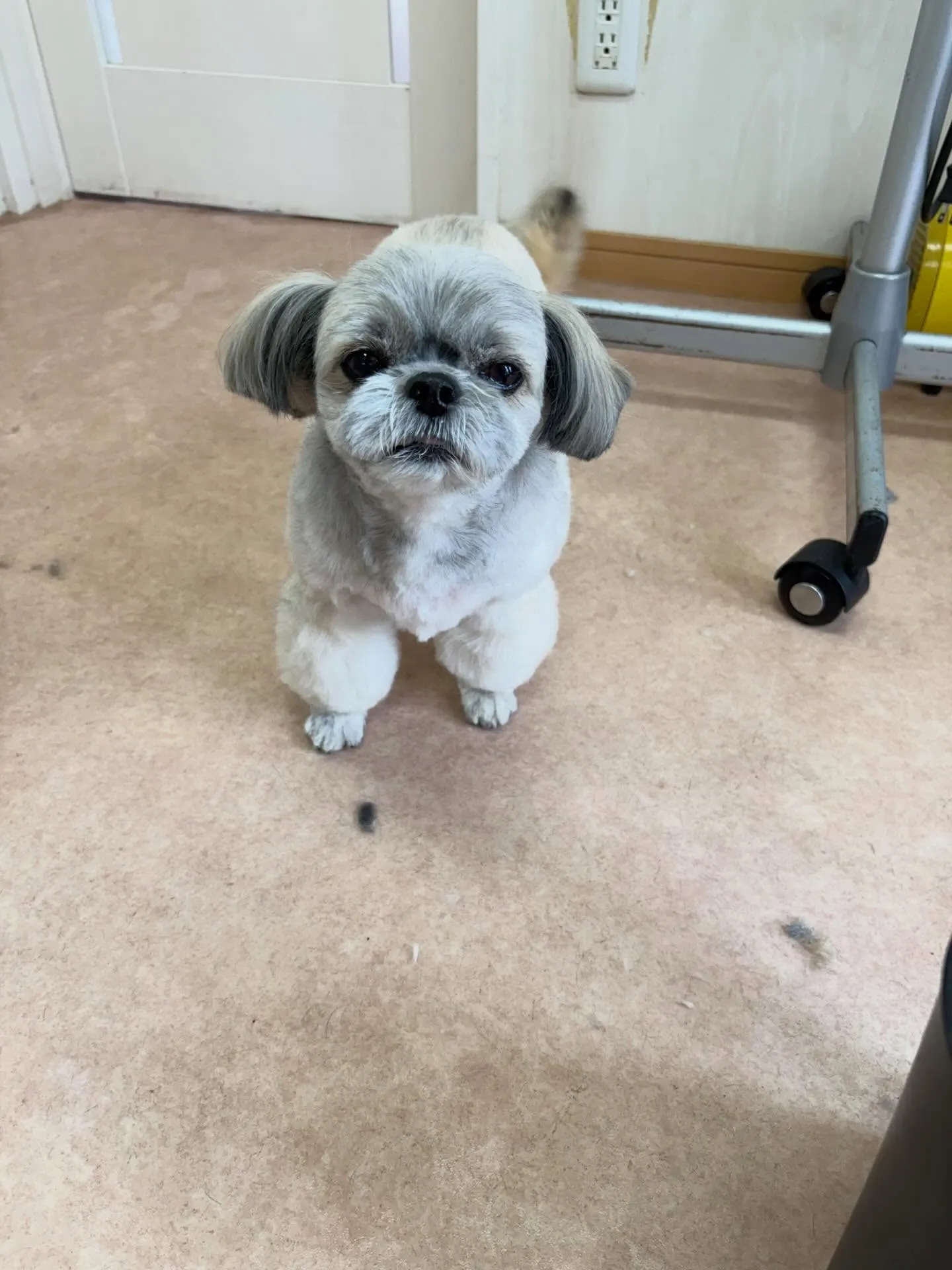 犬のトリミング✂️