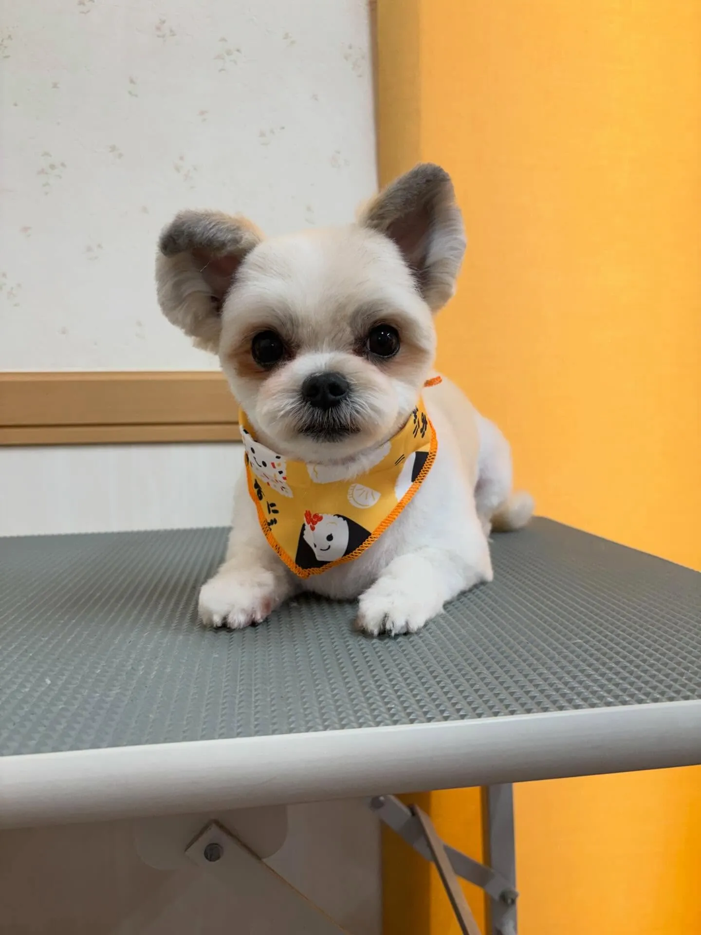 犬のトリミング✂️