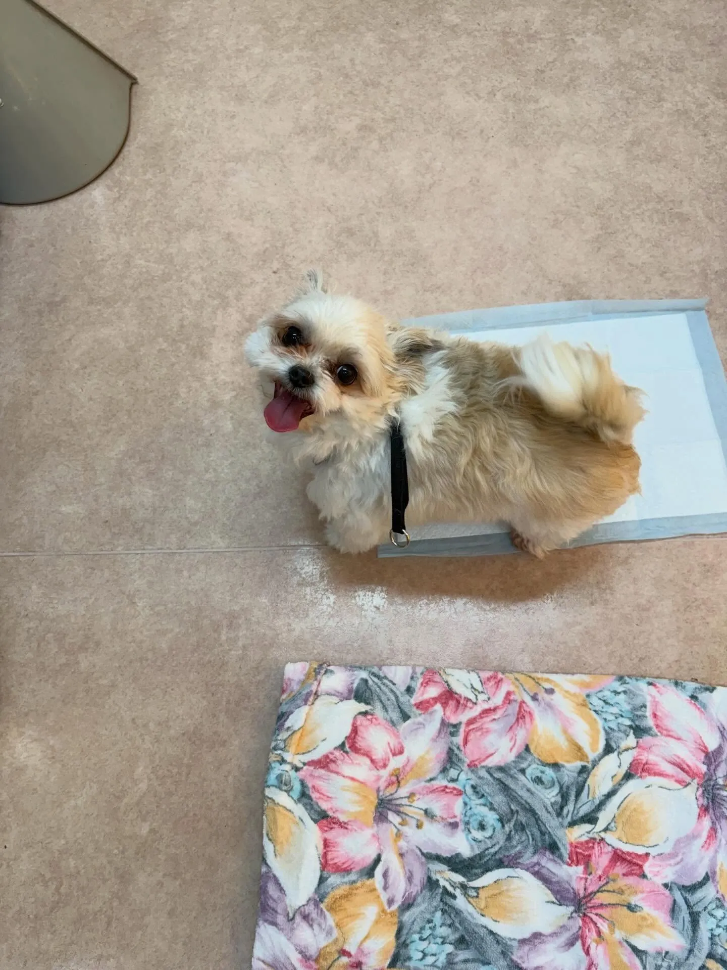 犬のトリミング✂️