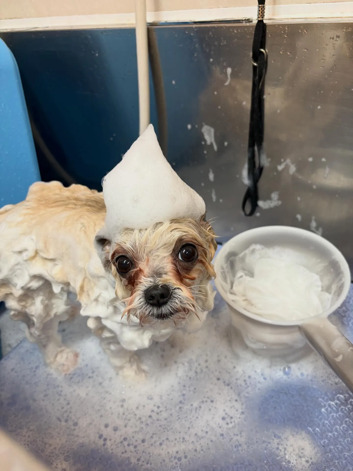 犬のトリミング✂️