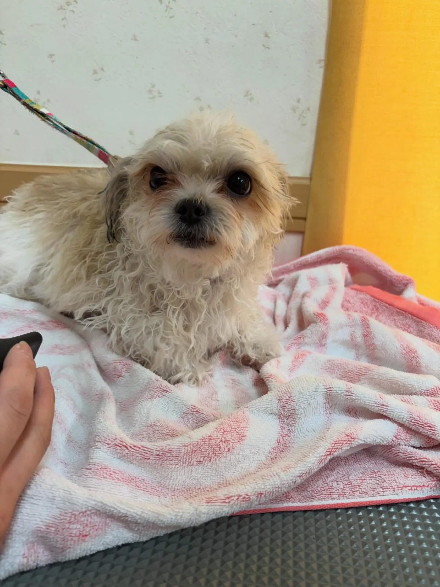 犬のトリミング✂️