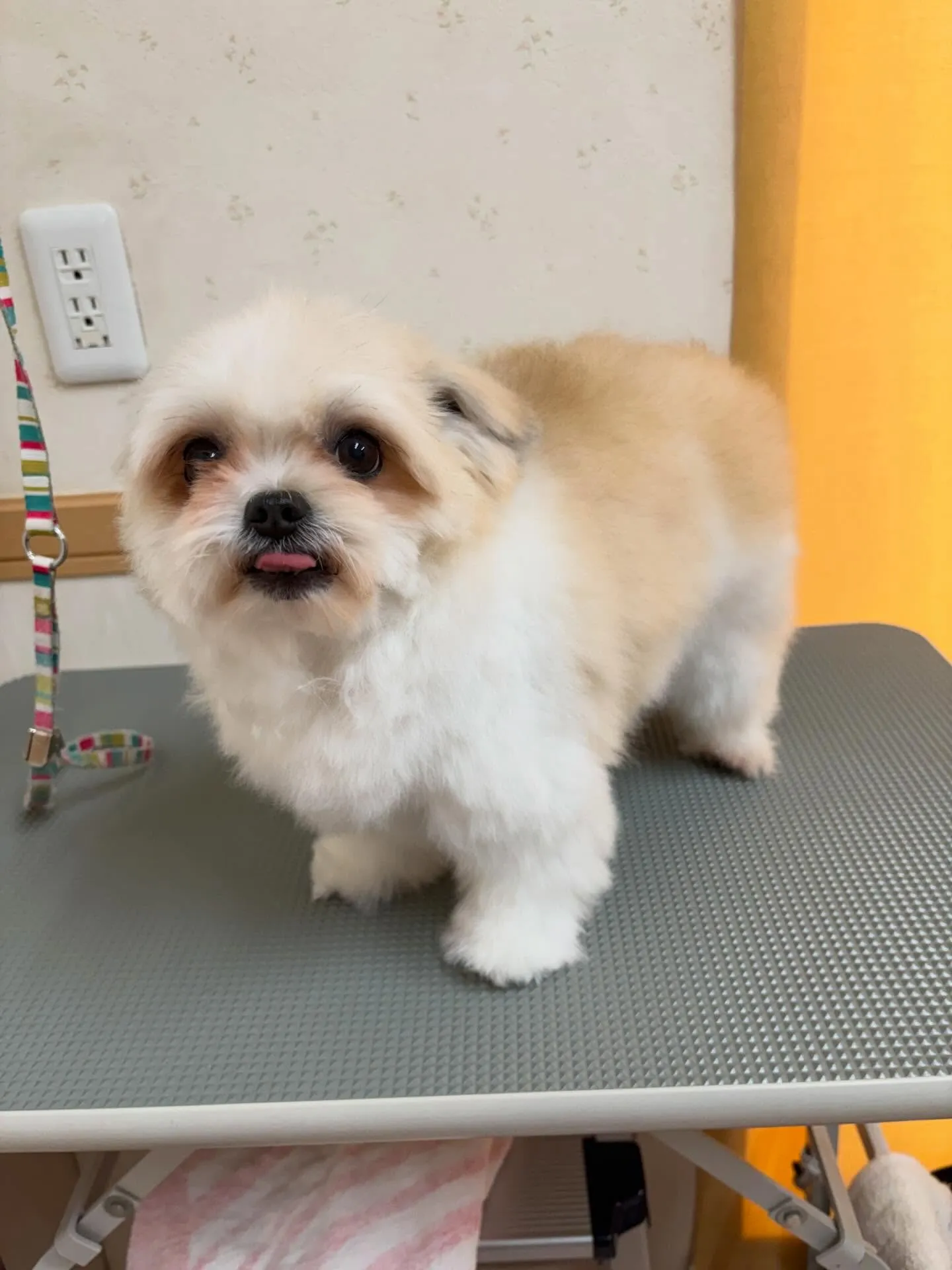 犬のトリミング✂️