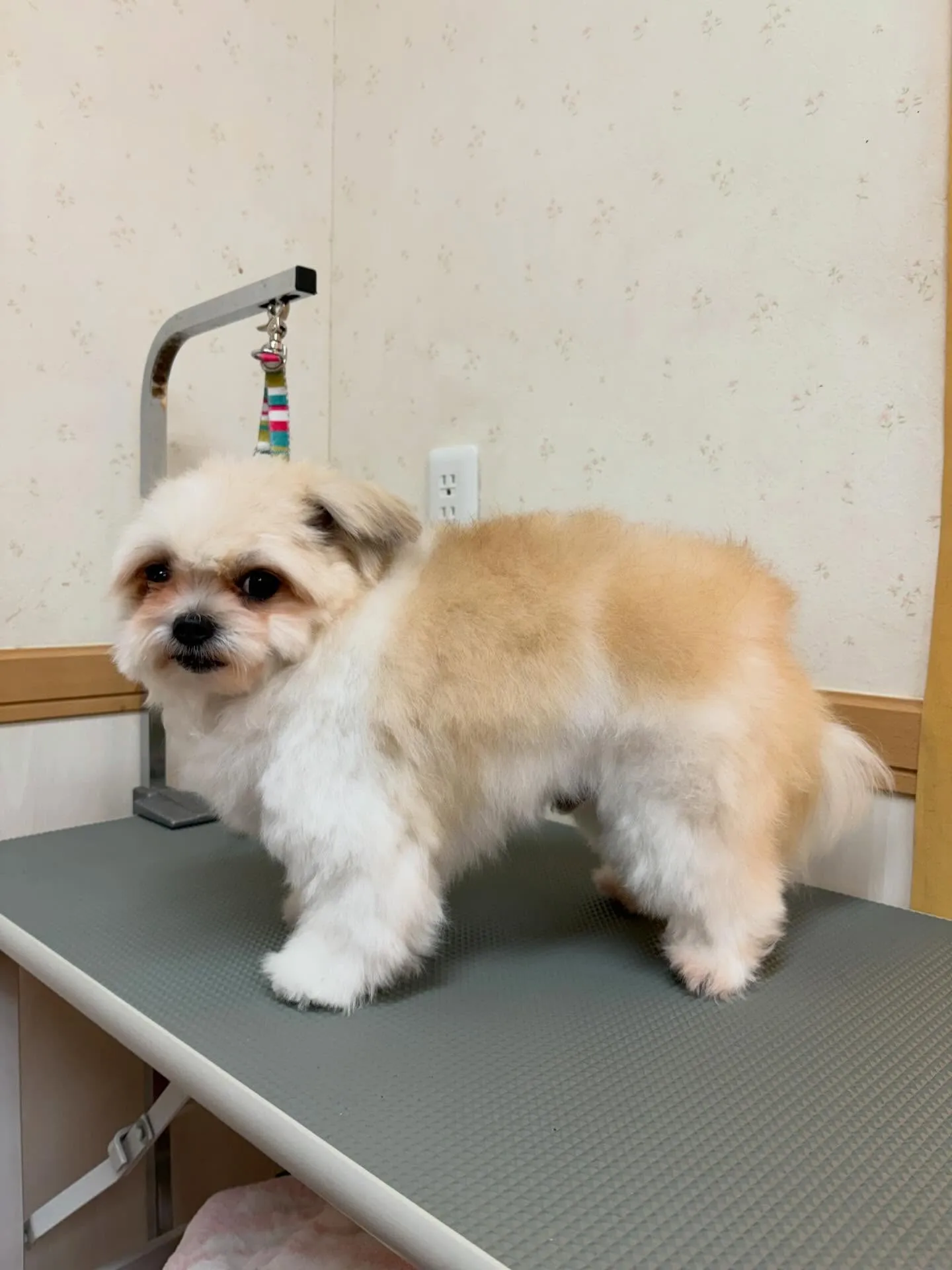 犬のトリミング✂️