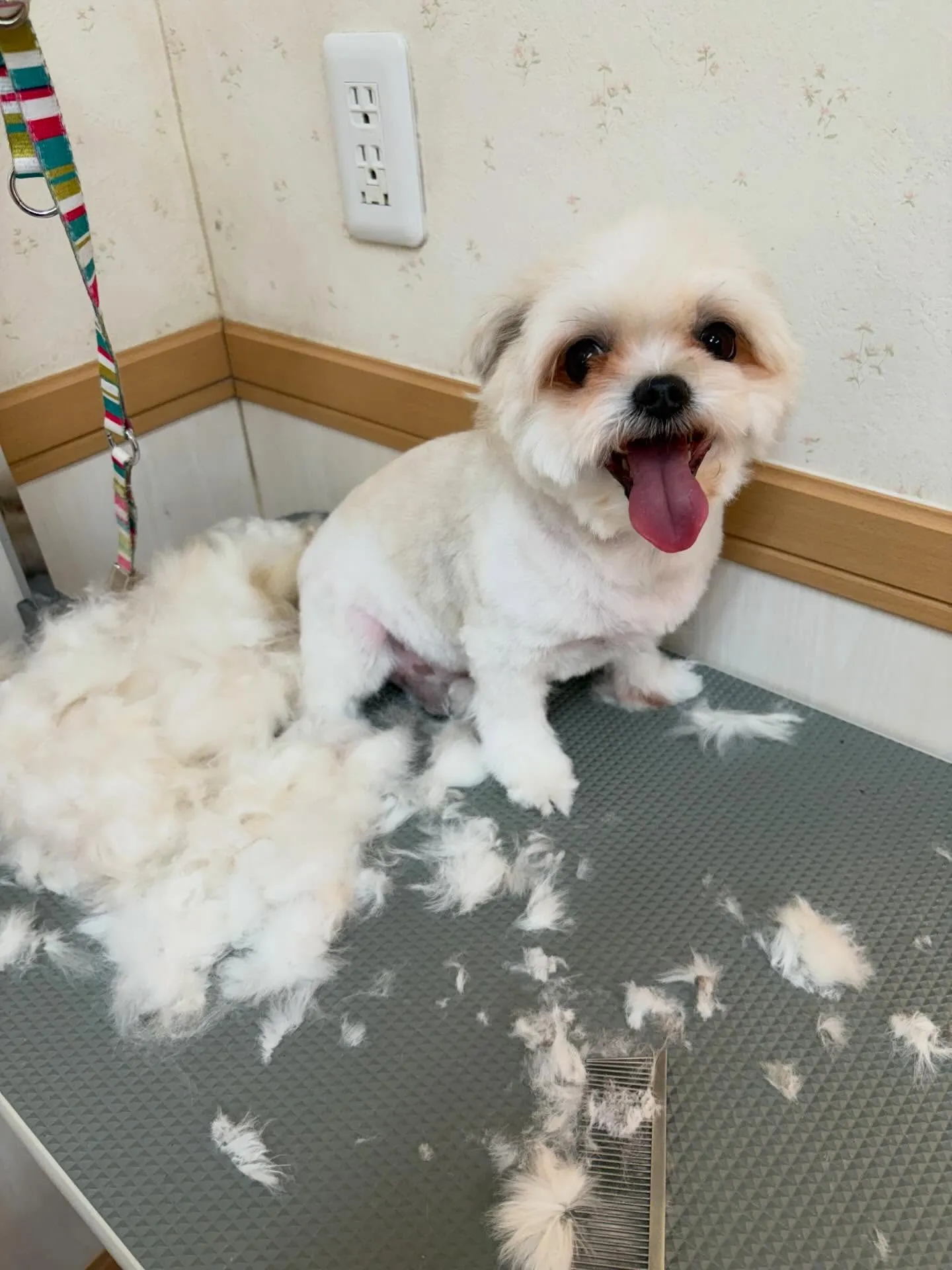 犬のトリミング✂️