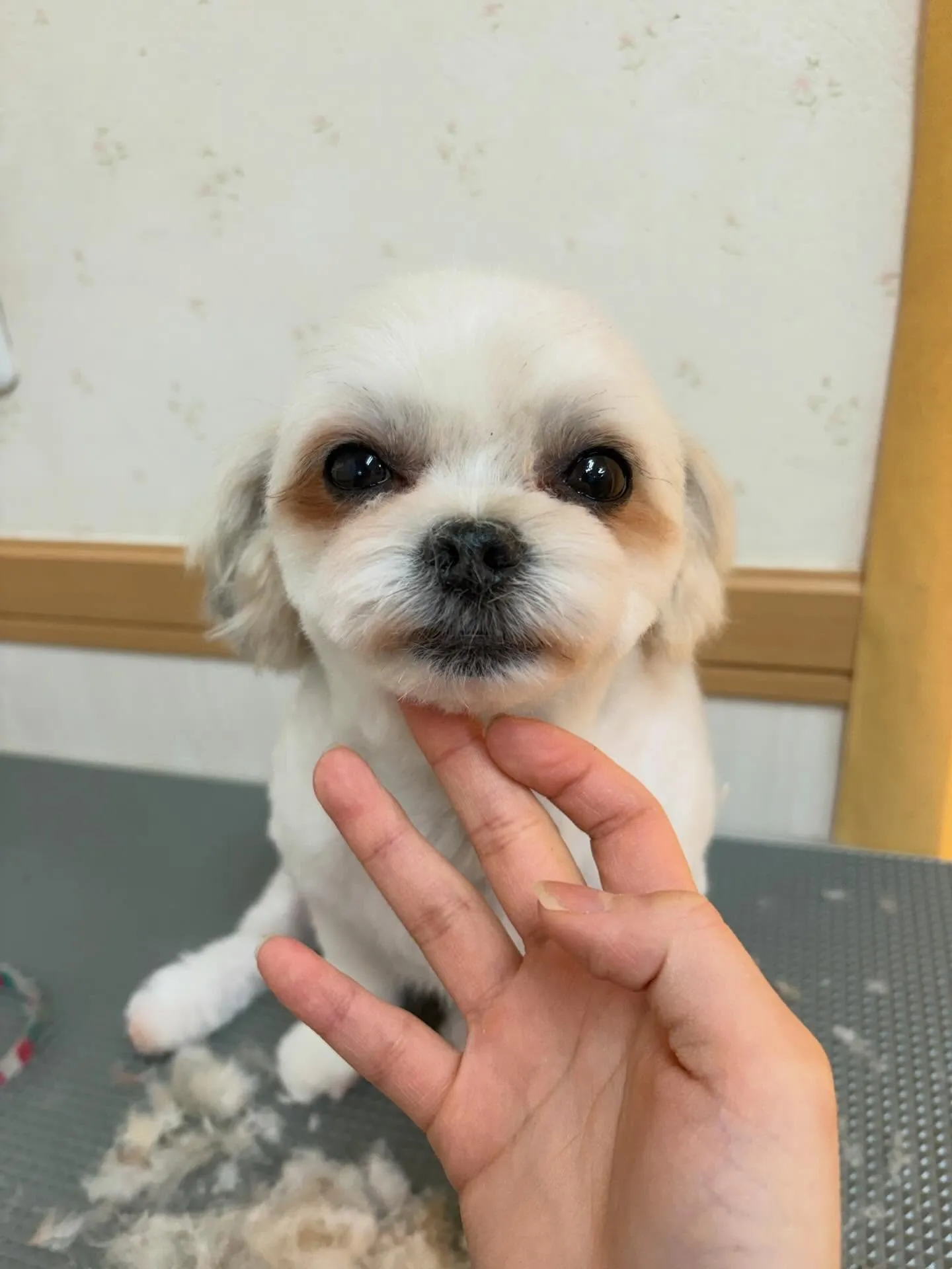 犬のトリミング✂️