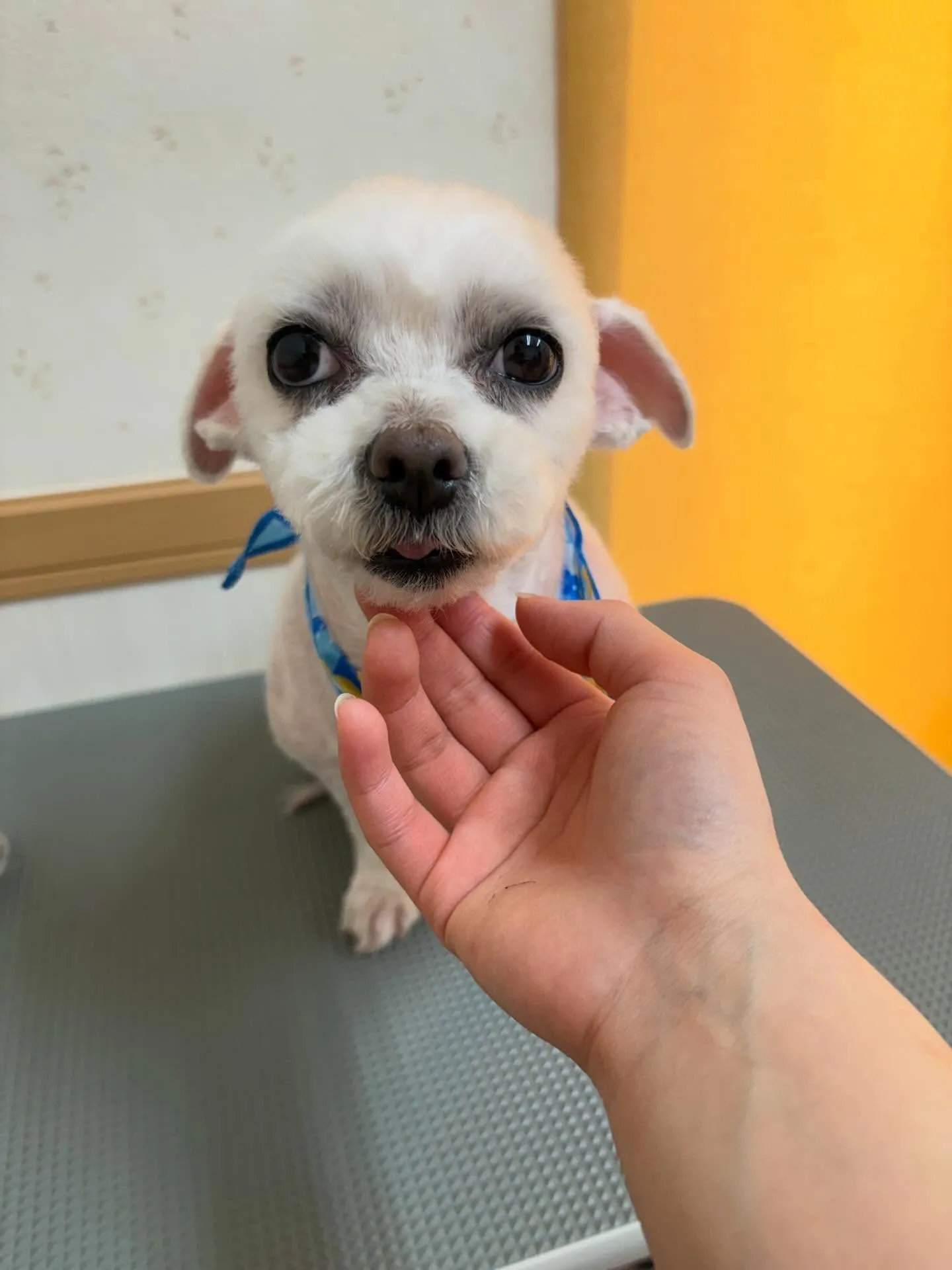 犬のトリミング✂️