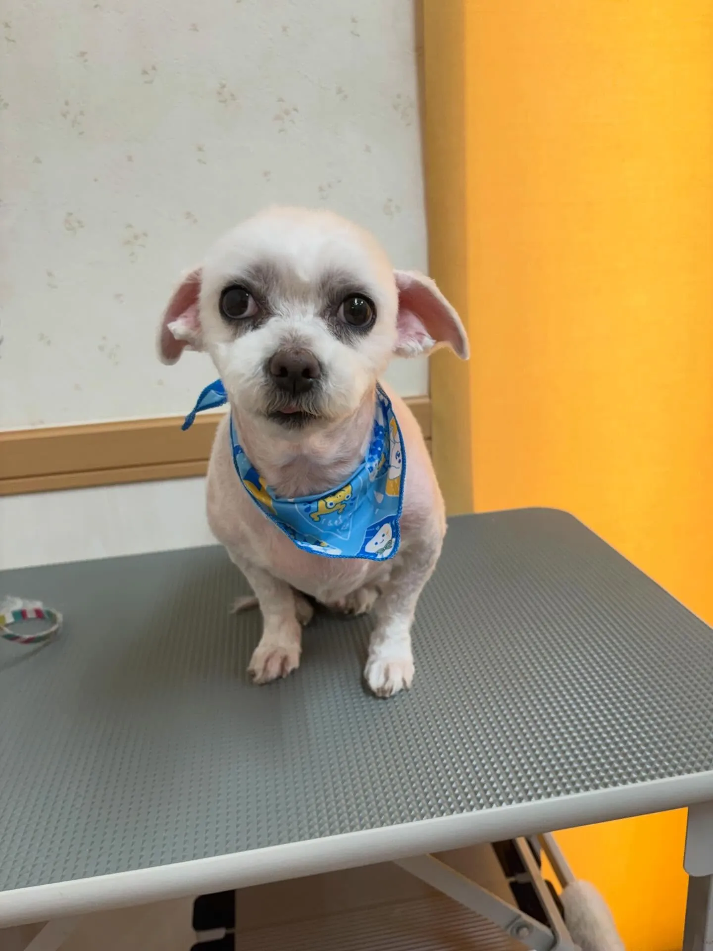 犬のトリミング✂️