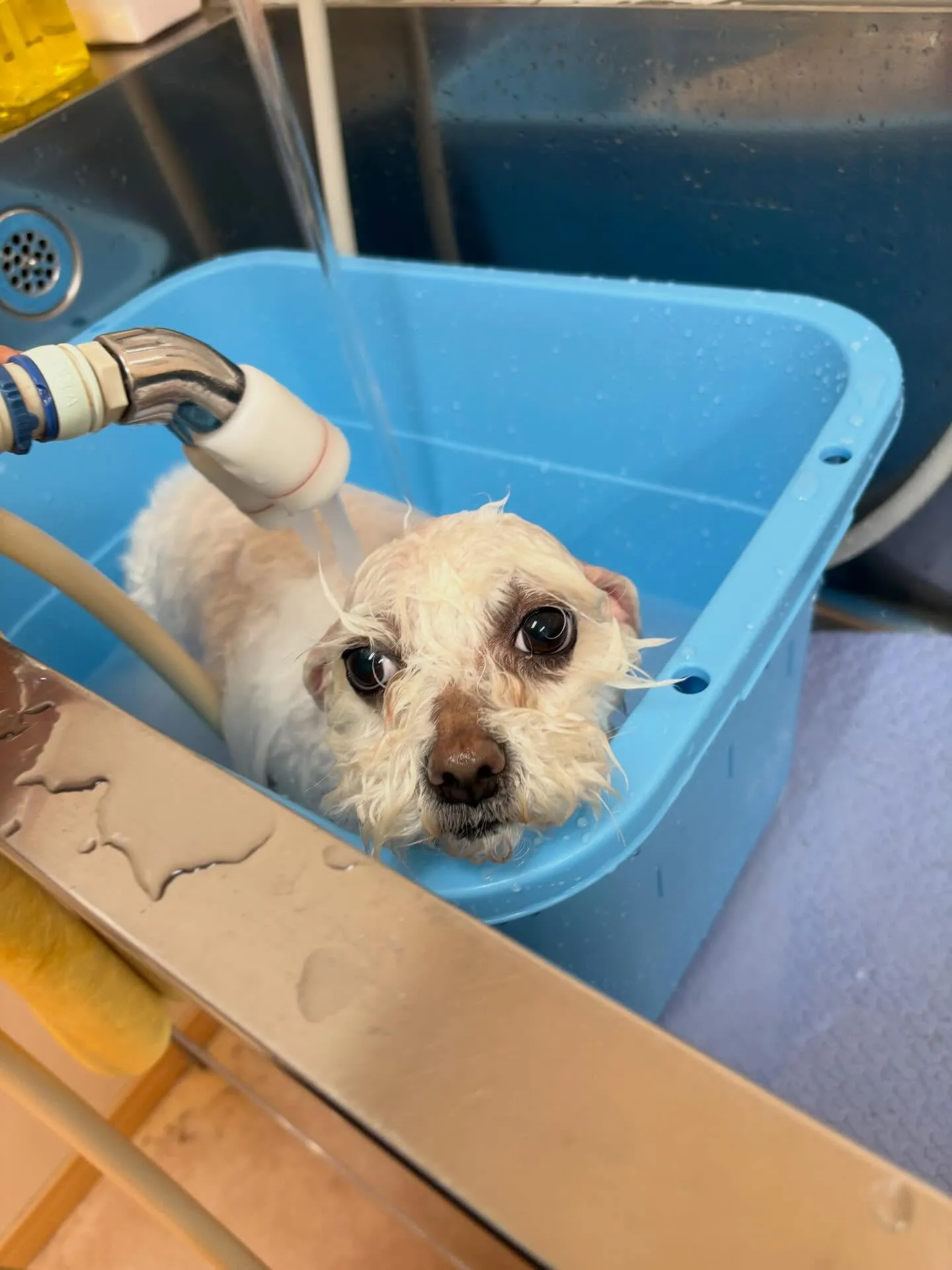 犬のトリミング✂️