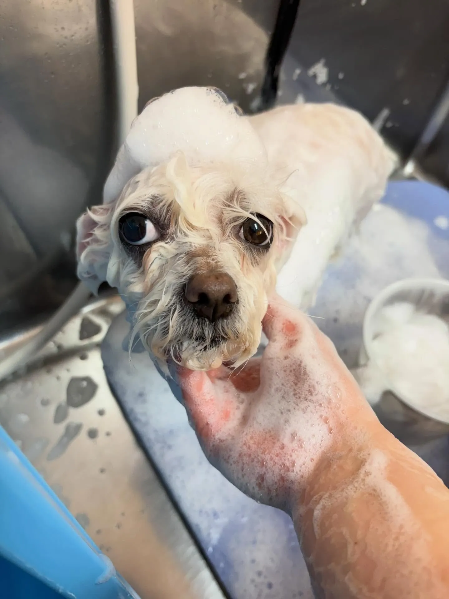 犬のトリミング✂️