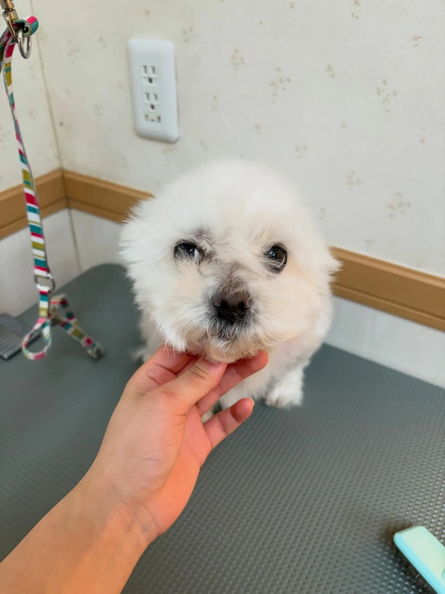 犬のトリミング✂️