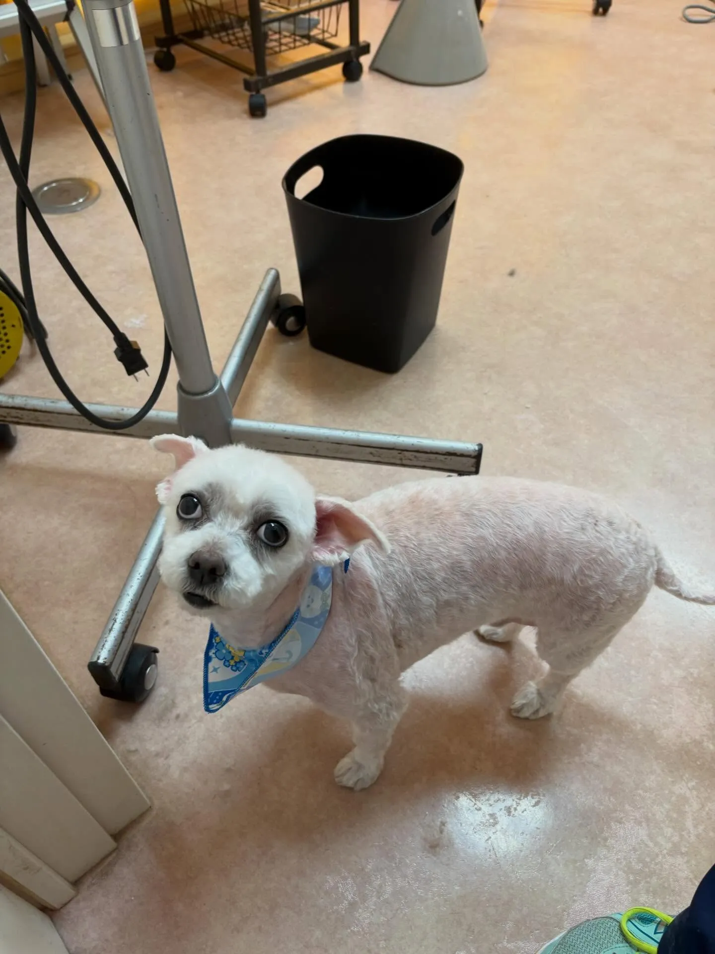 犬のトリミング✂️