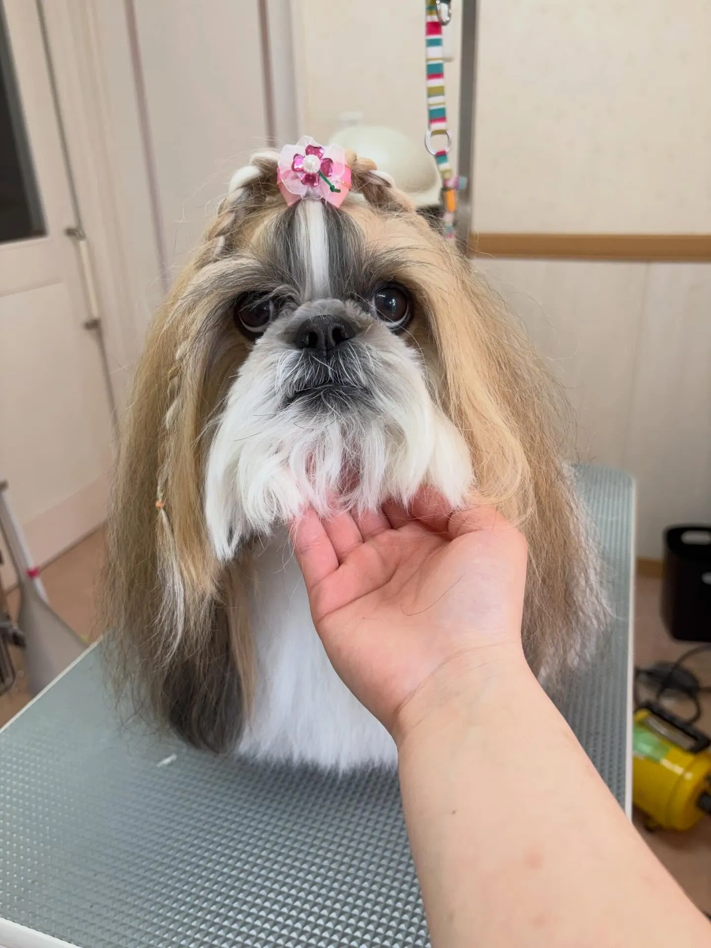 犬のシャンプー🫧