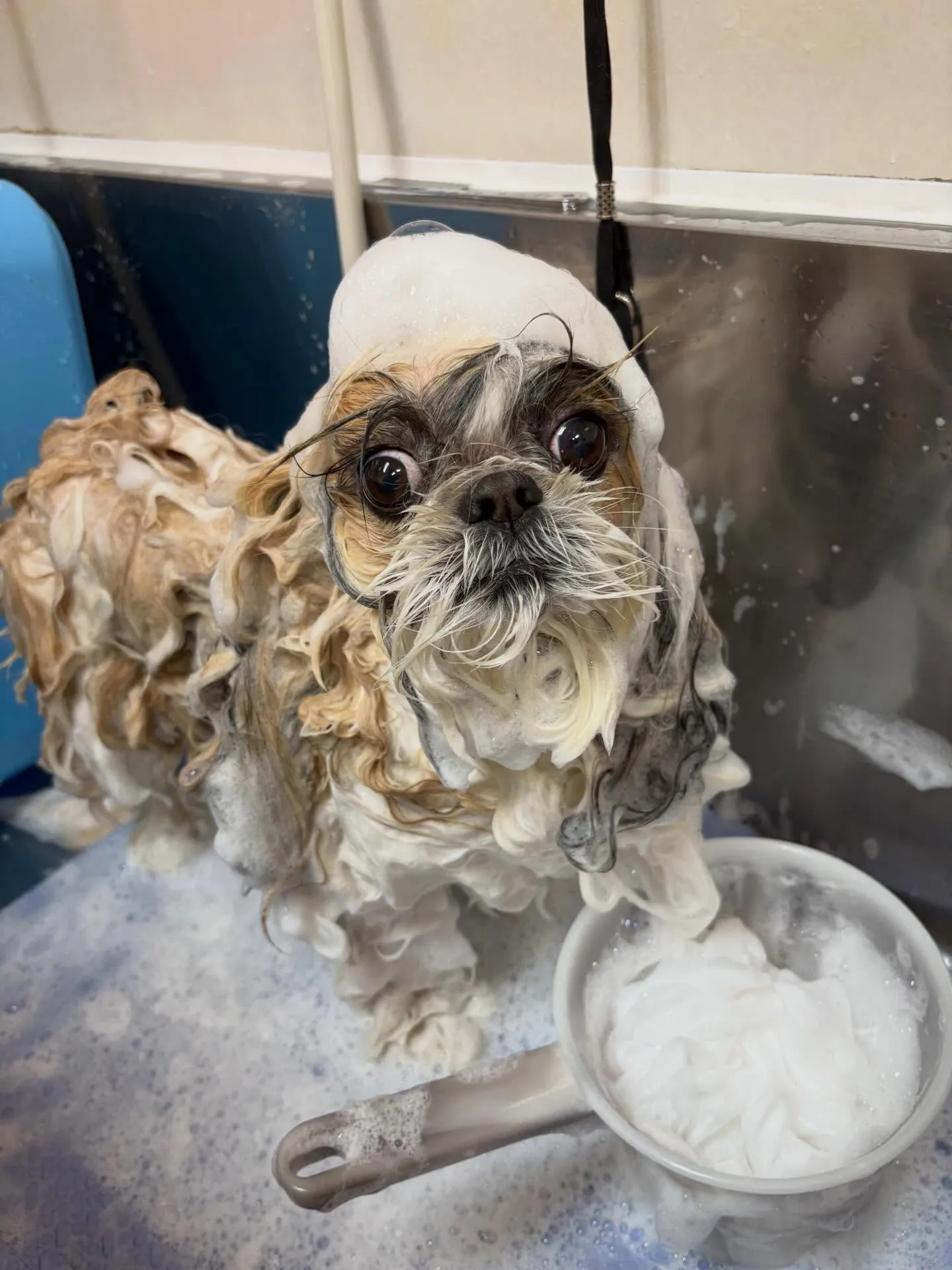 犬のシャンプー🫧