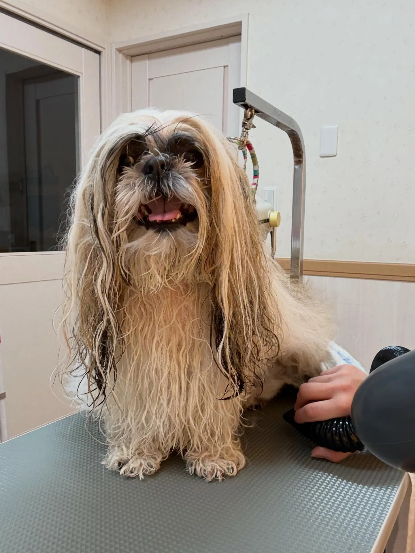 犬のシャンプー🫧