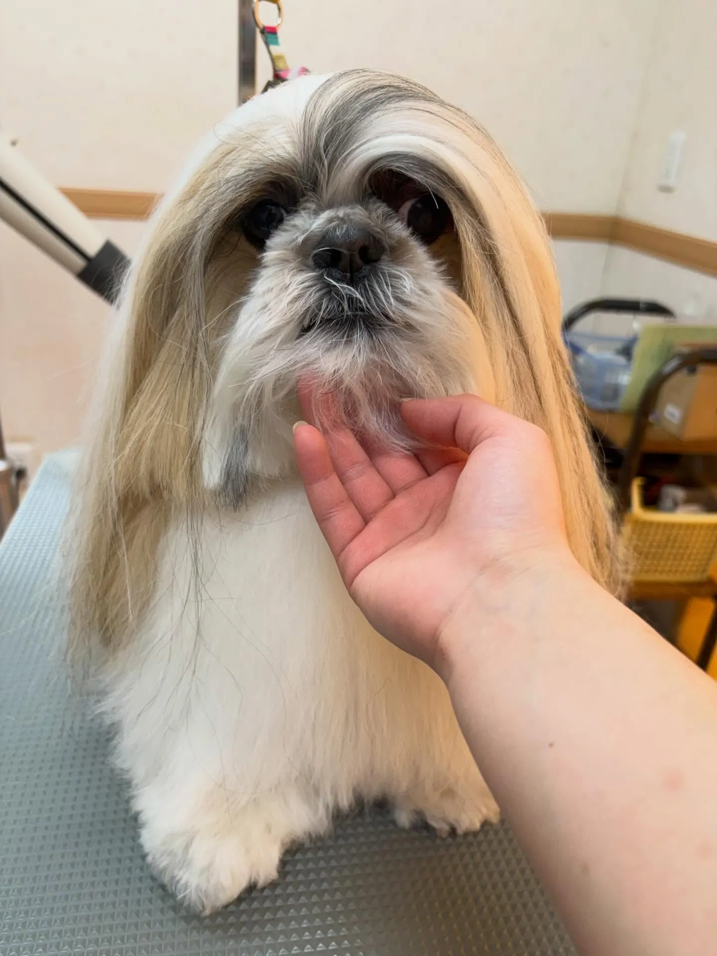 犬のシャンプー🫧