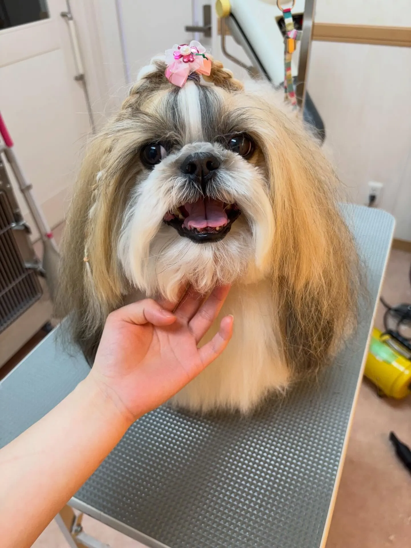 犬のシャンプー🫧