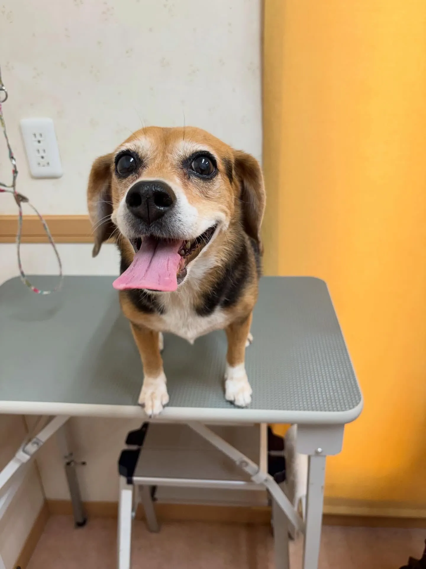 犬のシャンプー🫧