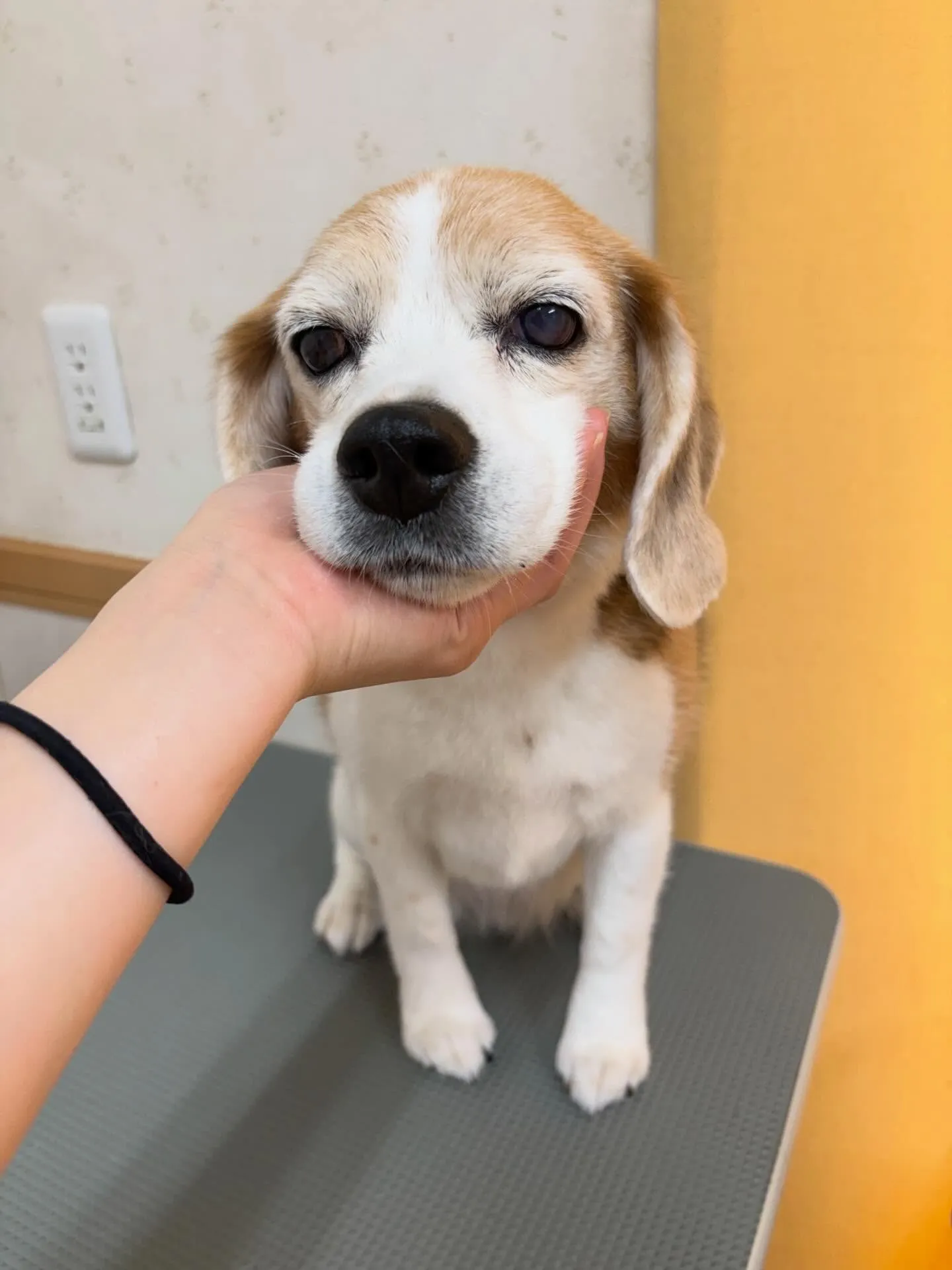 犬のシャンプー🫧