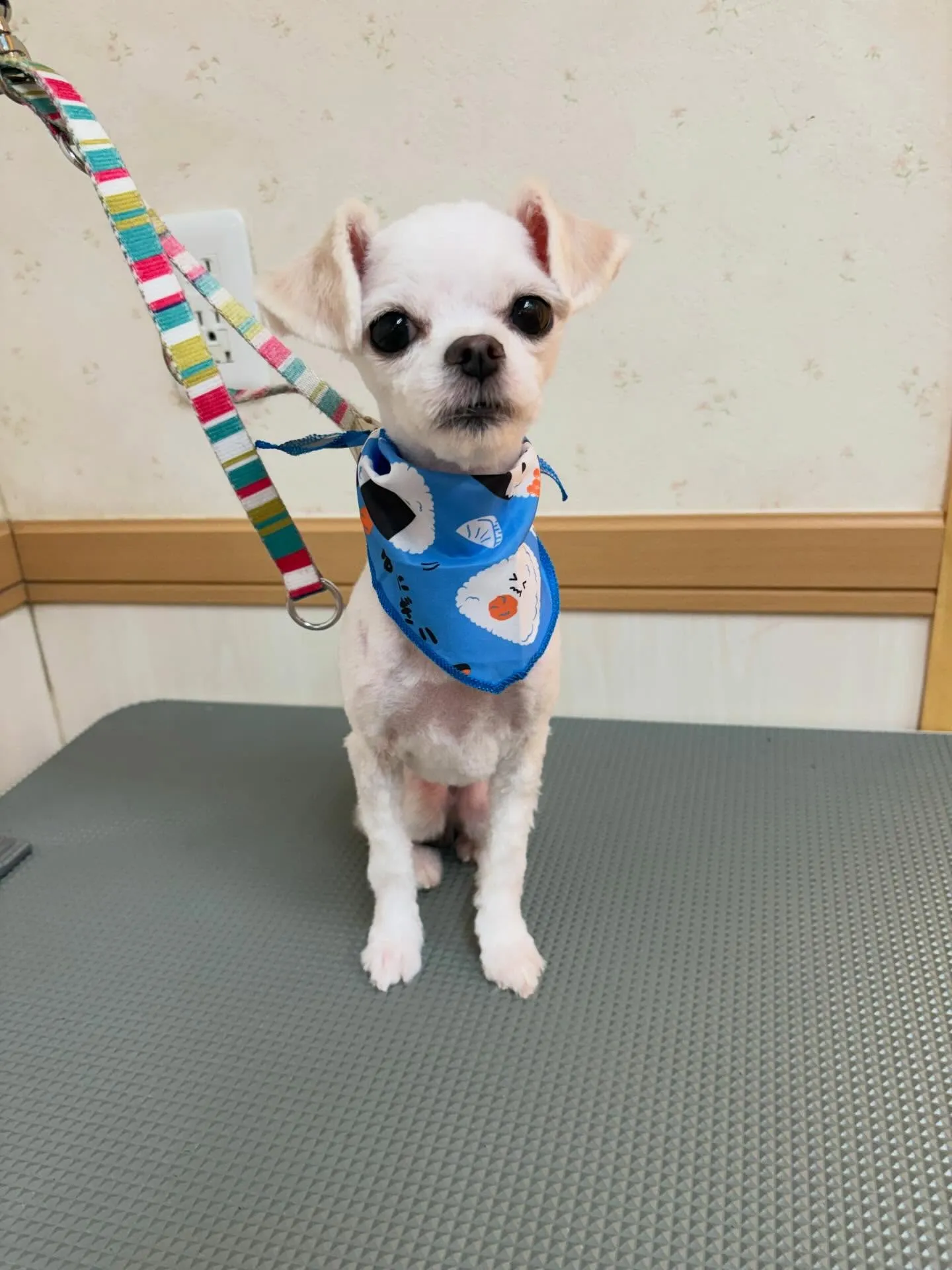 犬のトリミング✂️