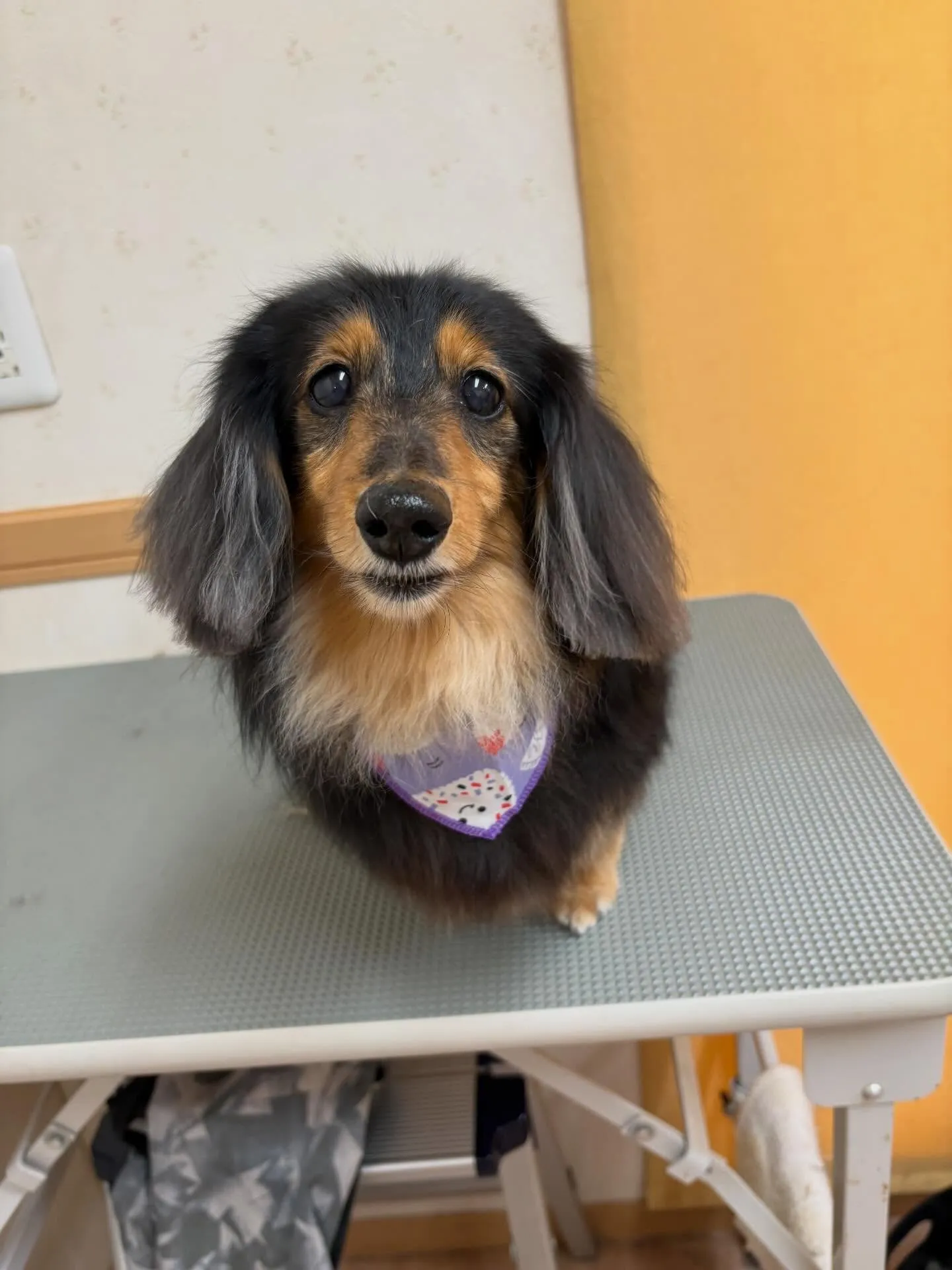 犬のトリミング✂️