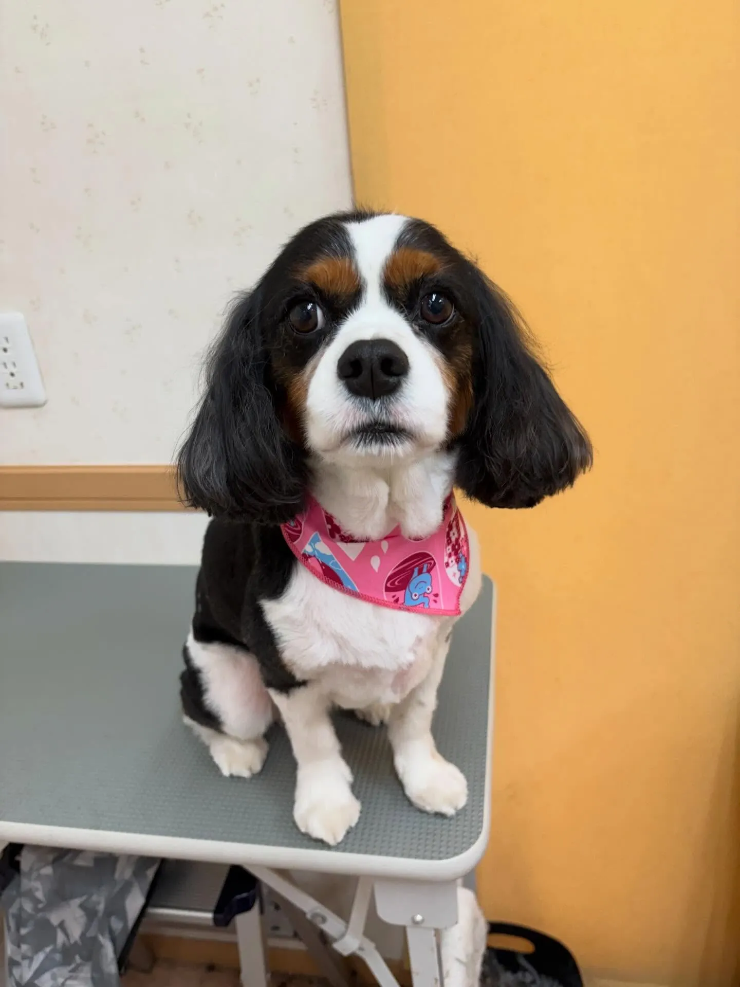 犬のトリミング✂️