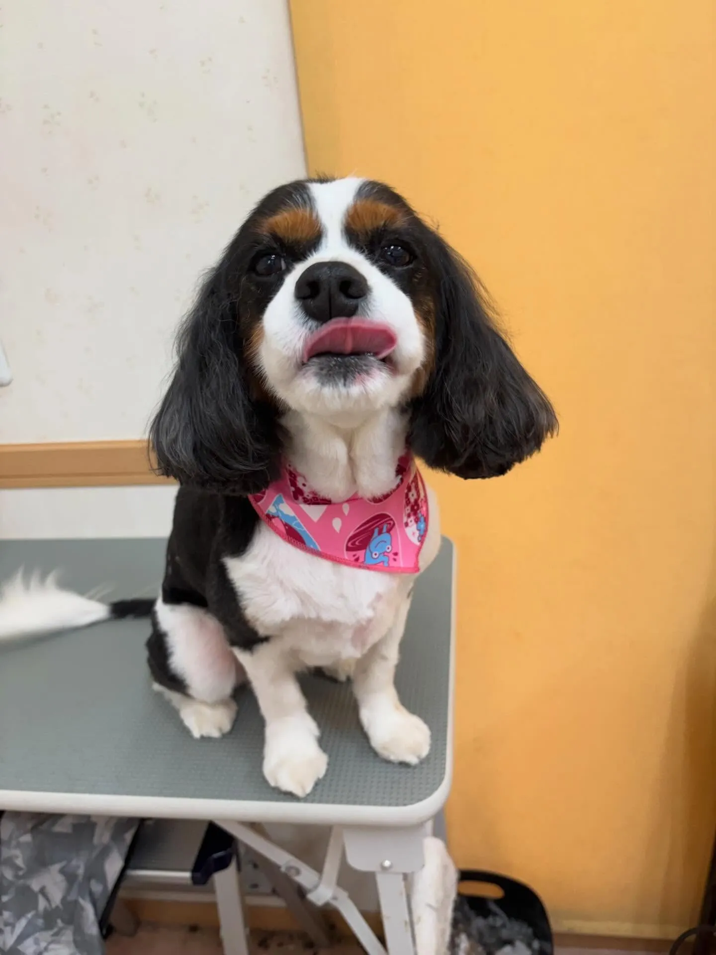 犬のトリミング✂️