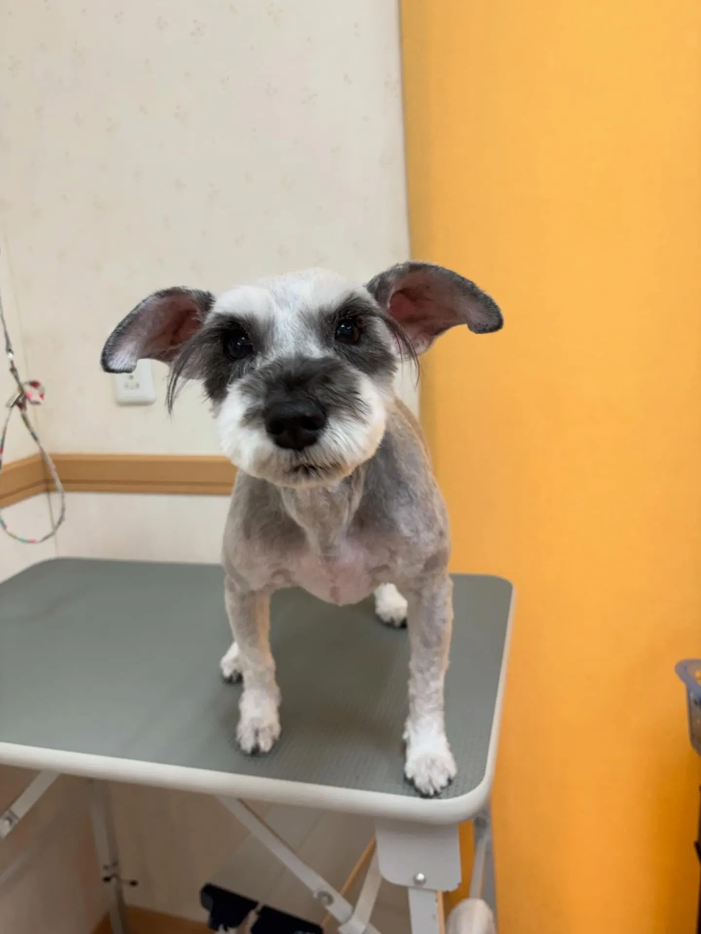 犬のトリミング✂️