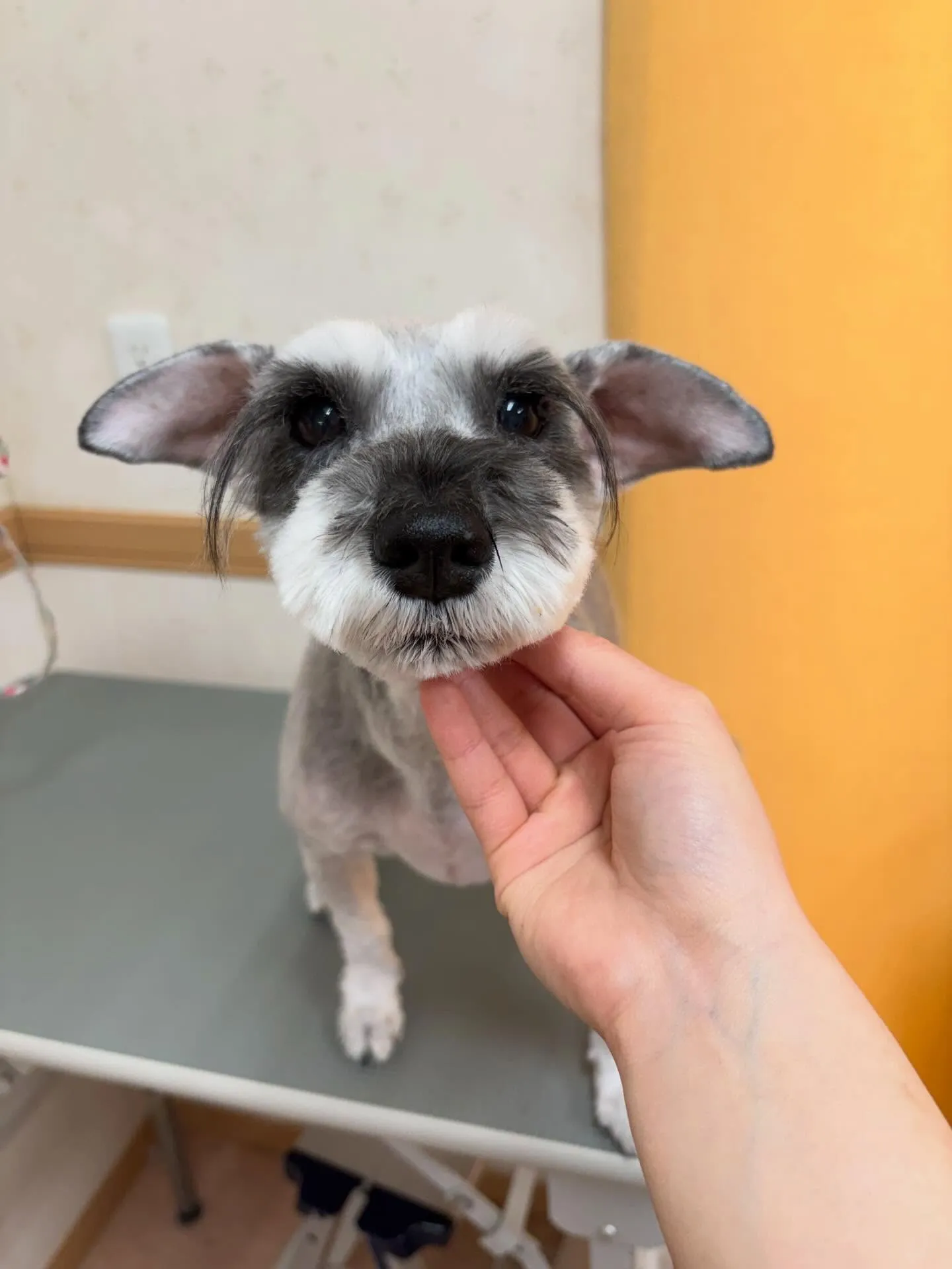 犬のトリミング✂️