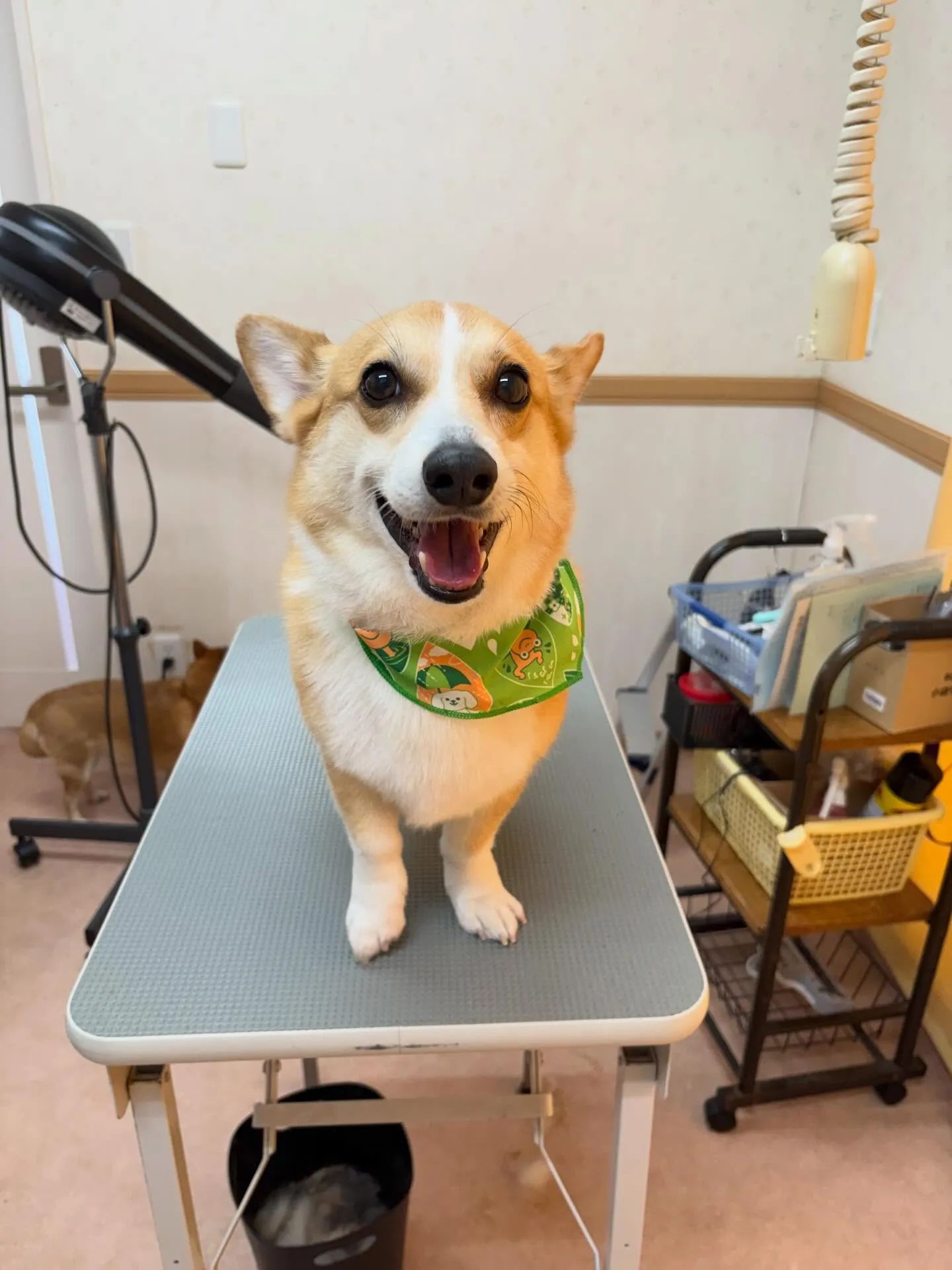 犬のシャンプー🫧