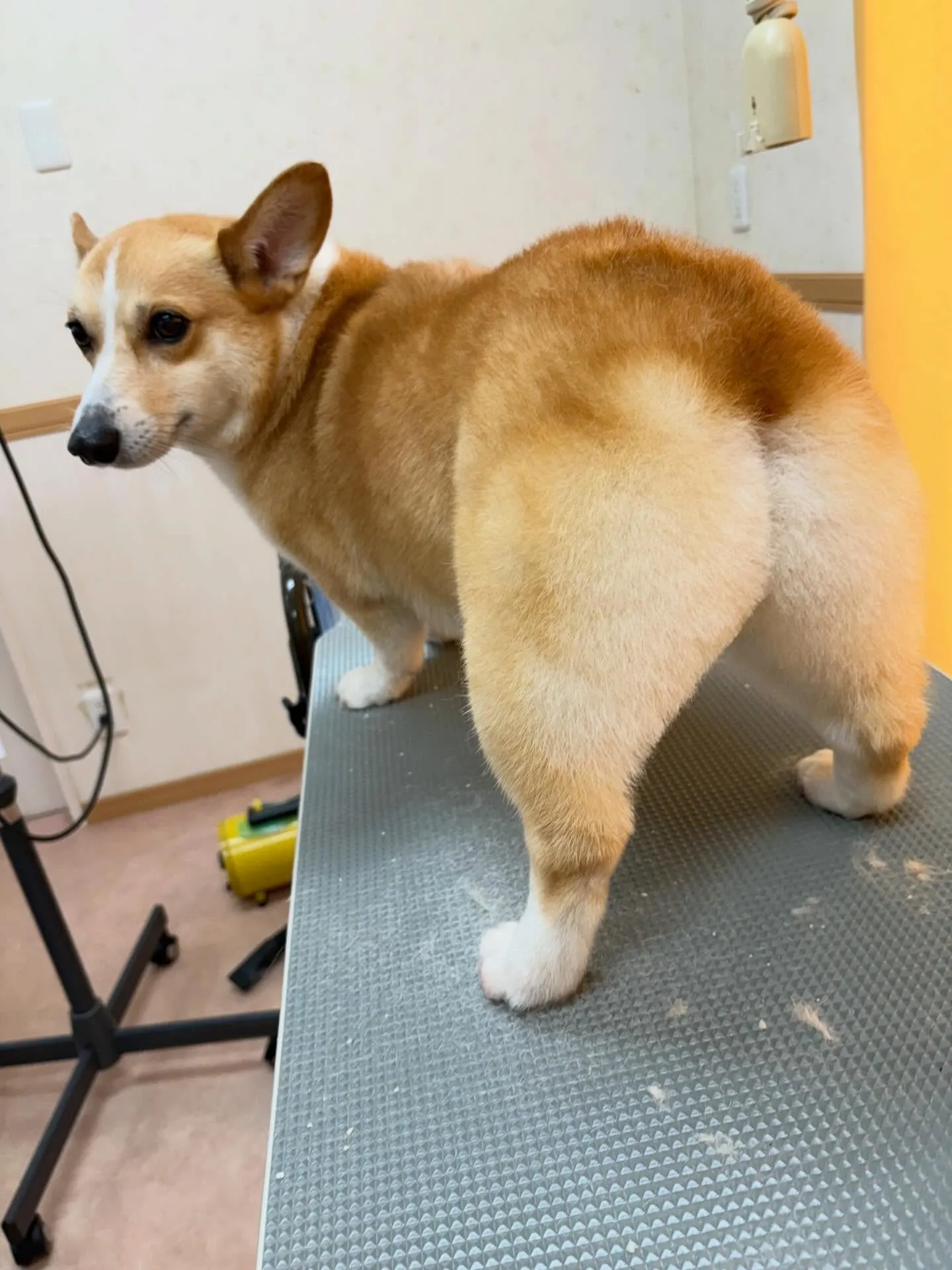 犬のシャンプー🫧