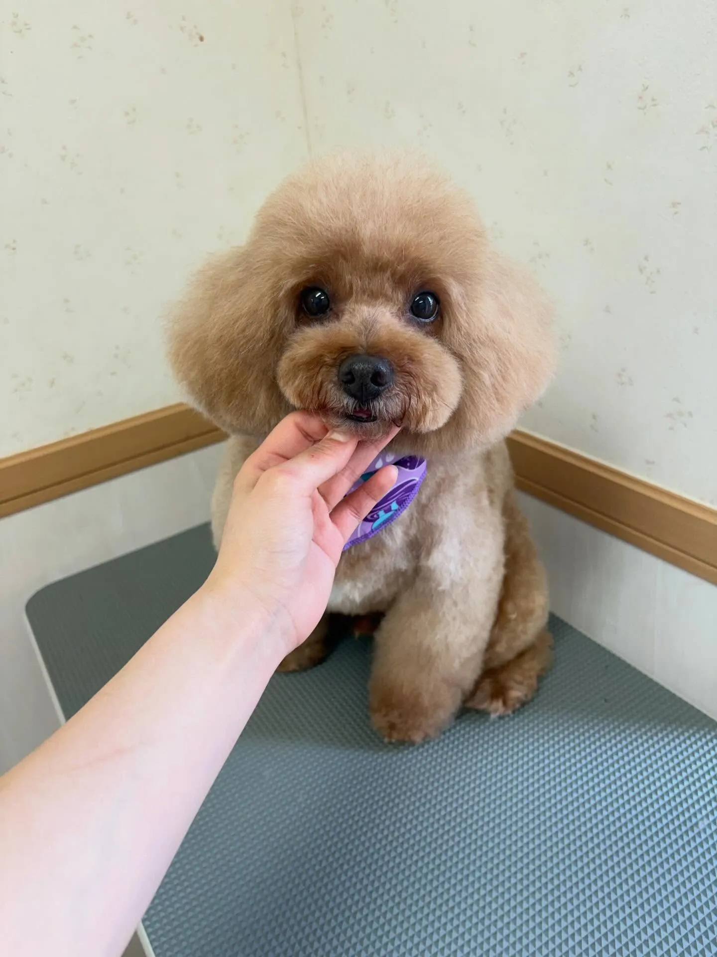 犬のトリミング✂️