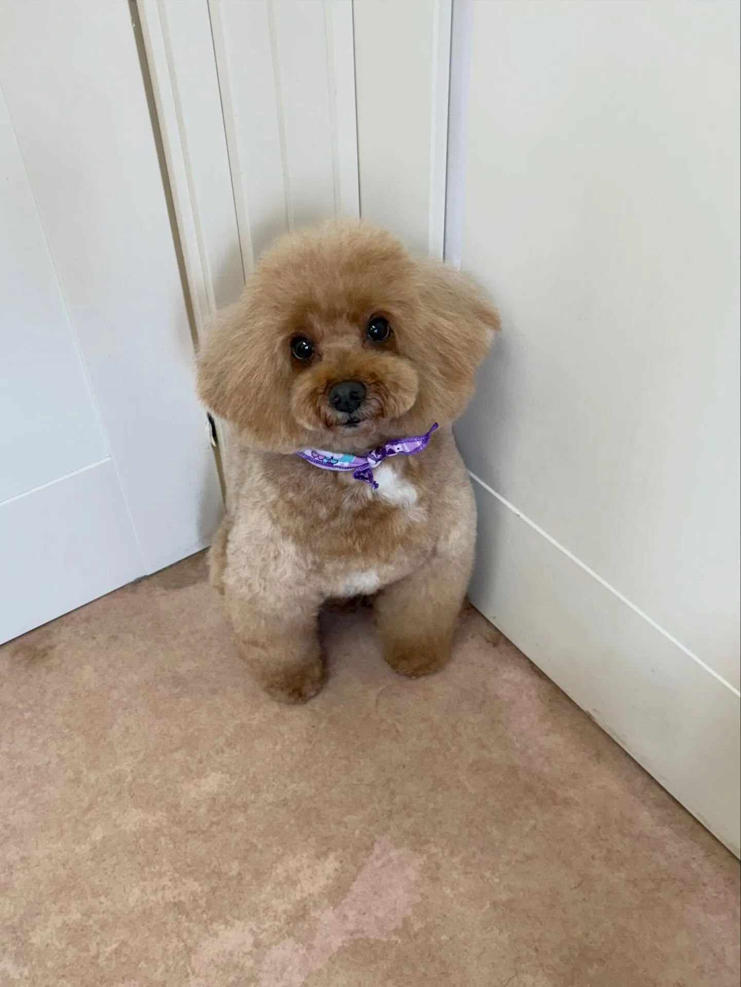 犬のトリミング✂️