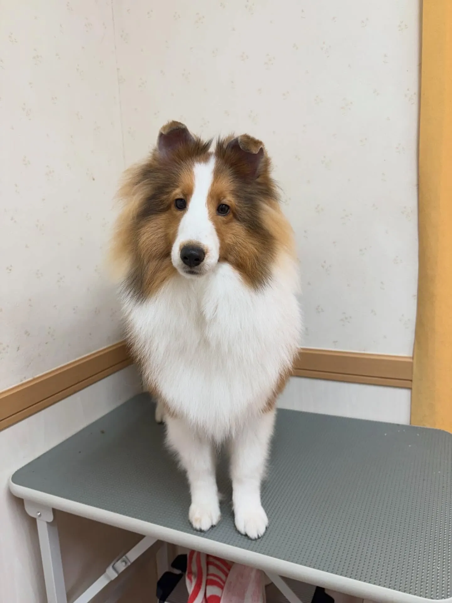 犬のシャンプー🫧